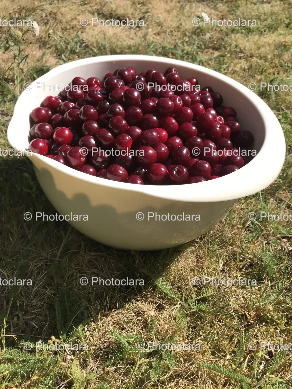 bowl-of-cherries-on-grass.jpg