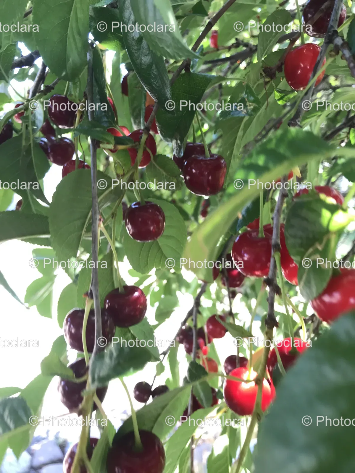 cherries-growing-on-tree.jpg
