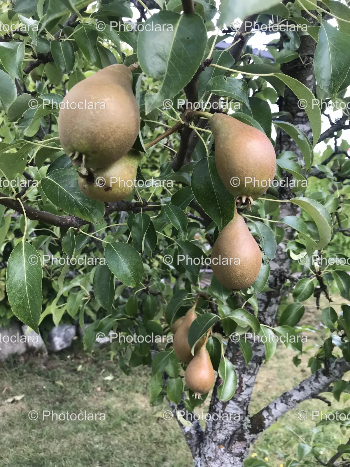 Group-of-Pears-on-a-Tree.jpg