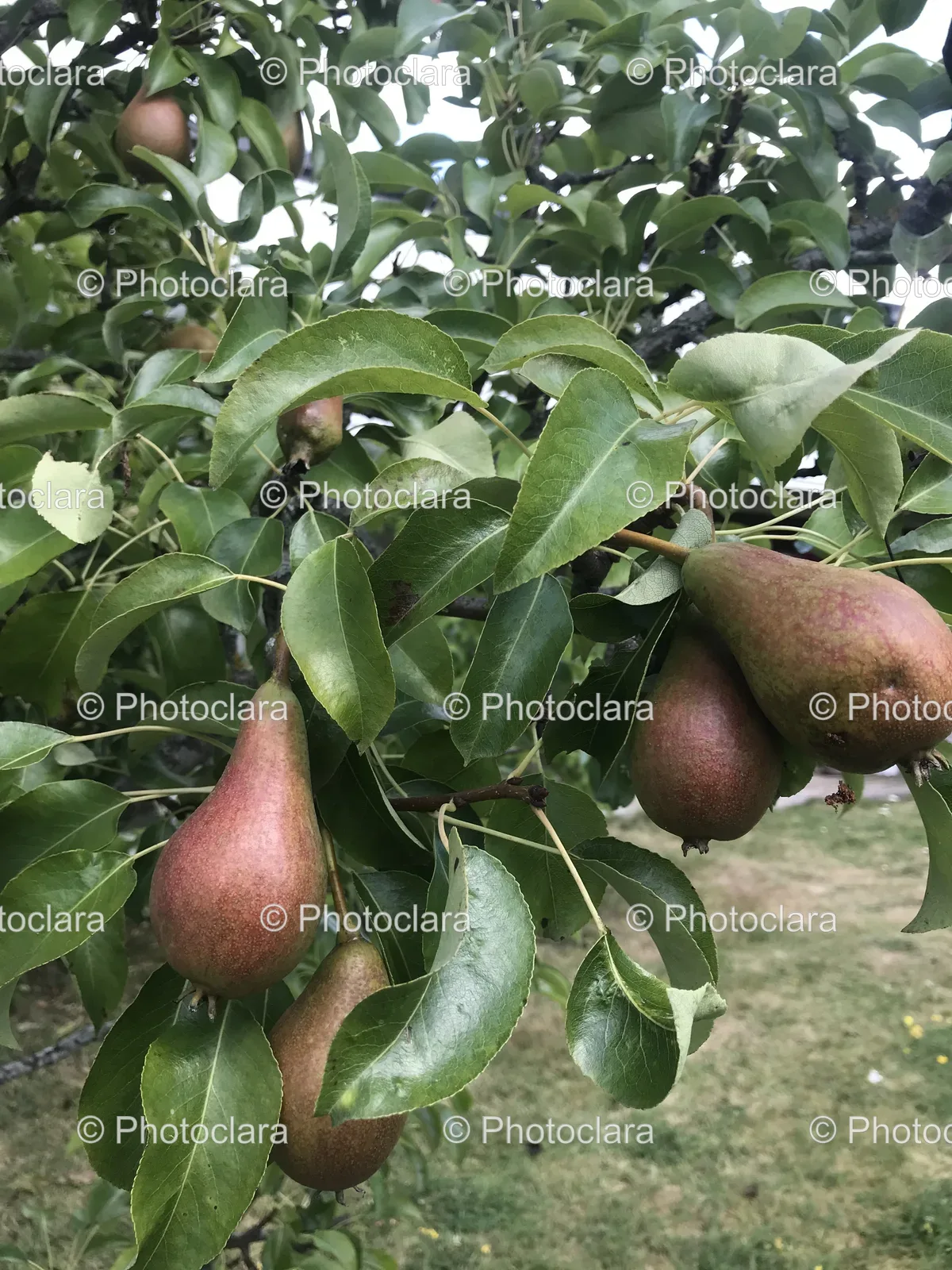 pears-on-a-tree.jpg