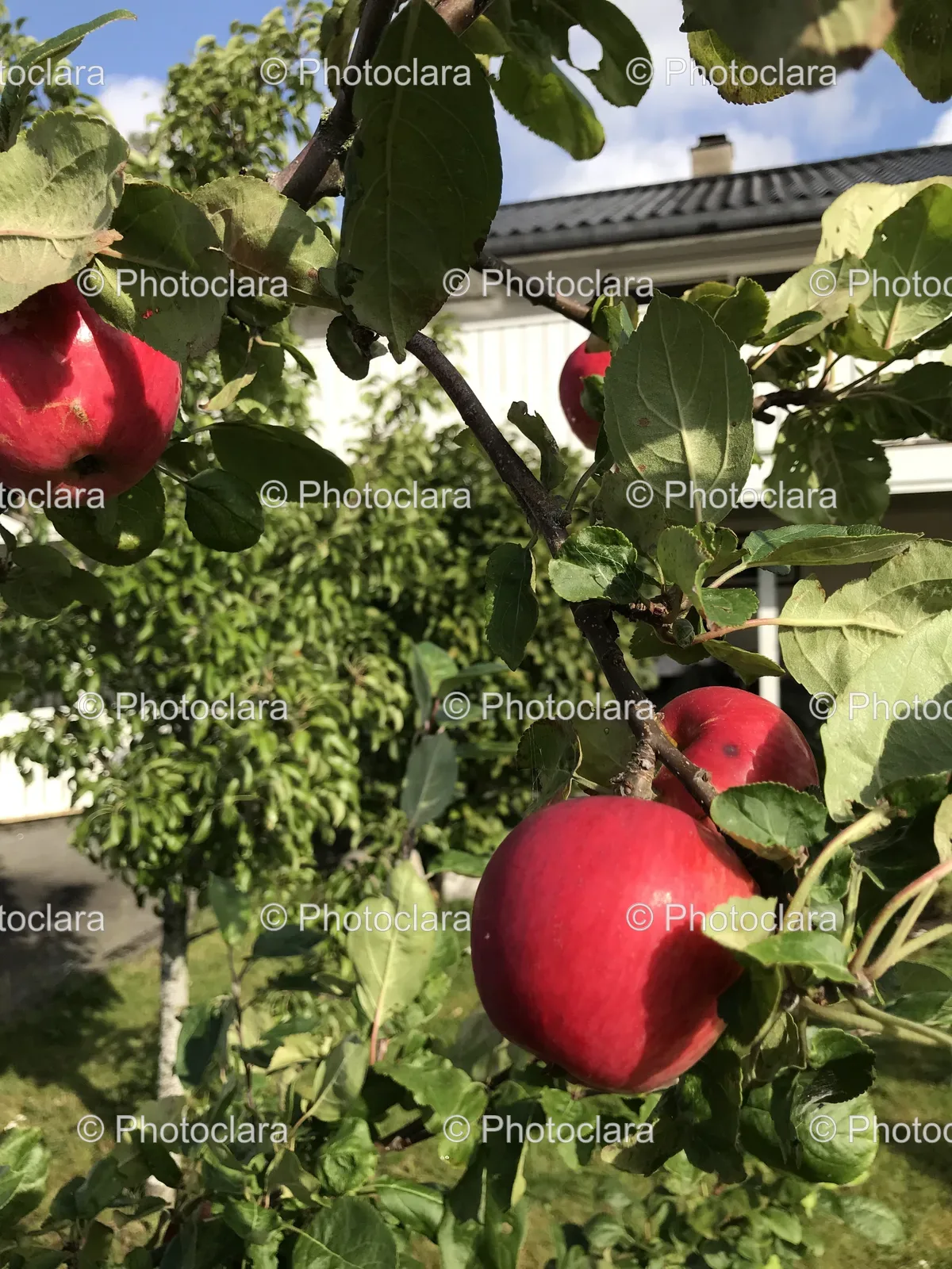 ripe-apples-on-a-tree.jpg