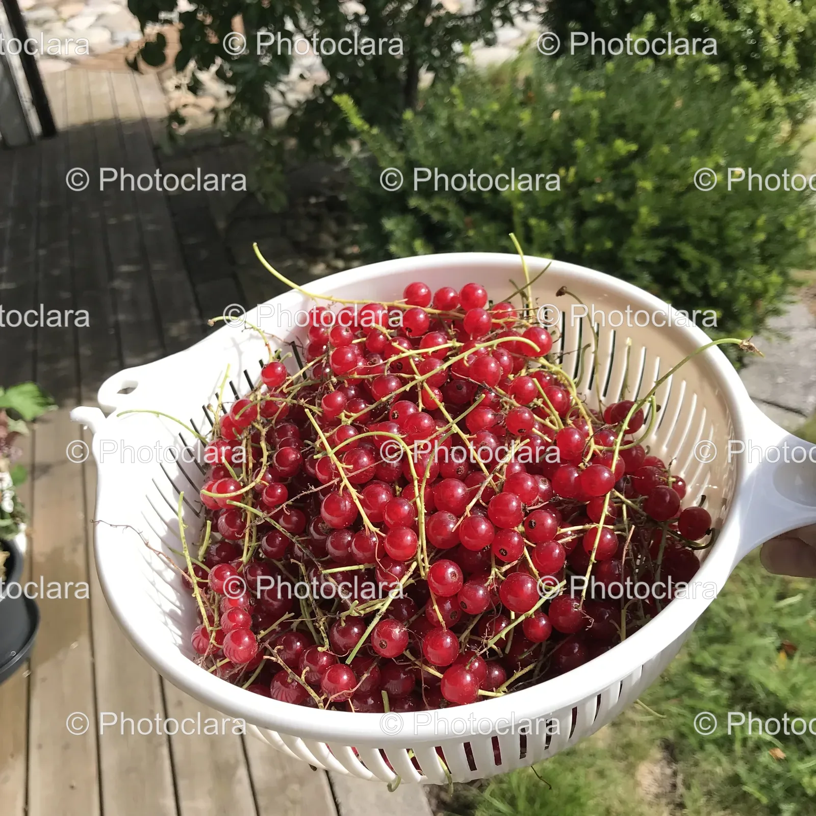 White-Colander-Full-of-Red-Berries.jpg