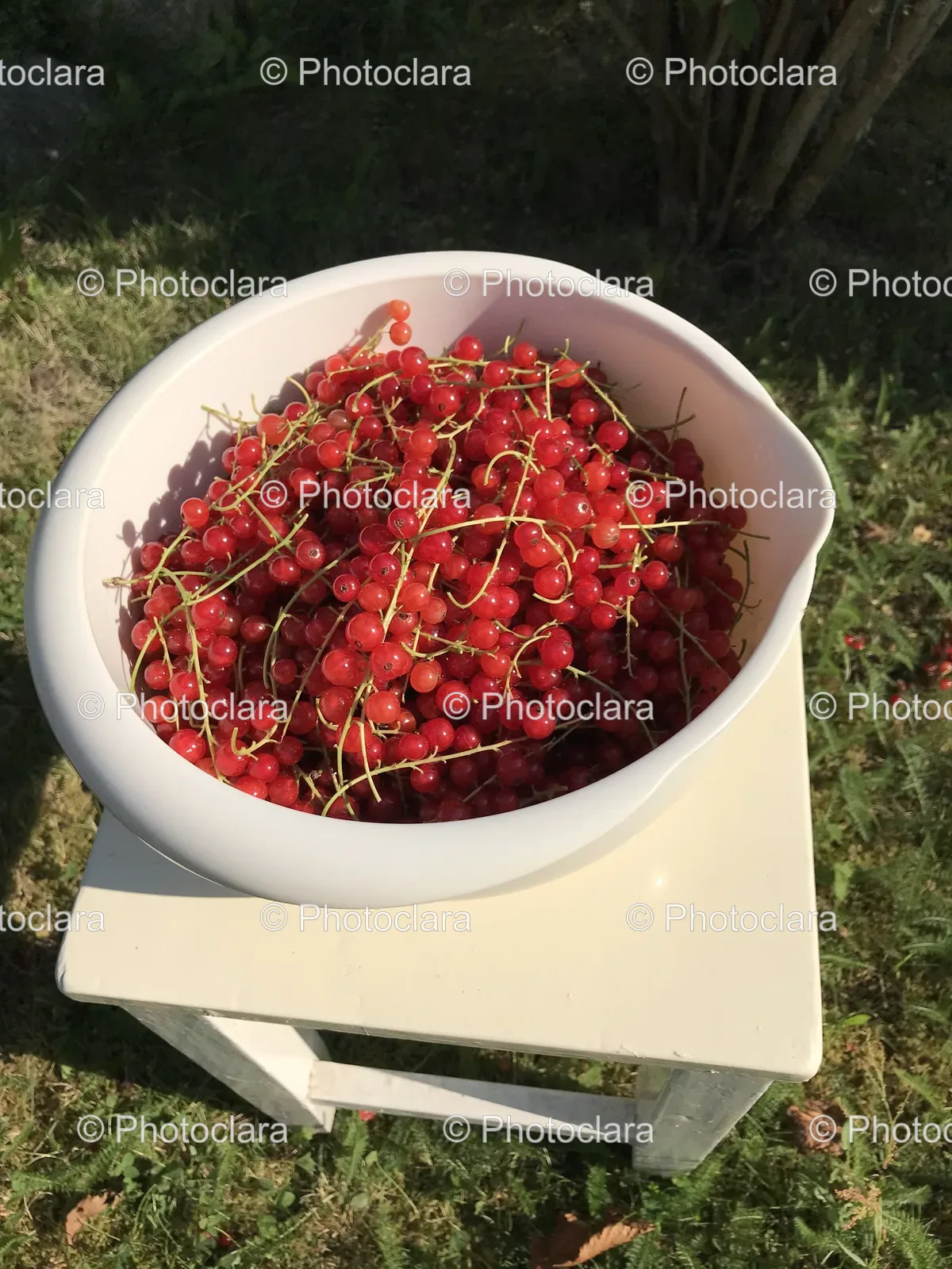 Bowl-of-Red-Berries-in-the-Grass.jpg