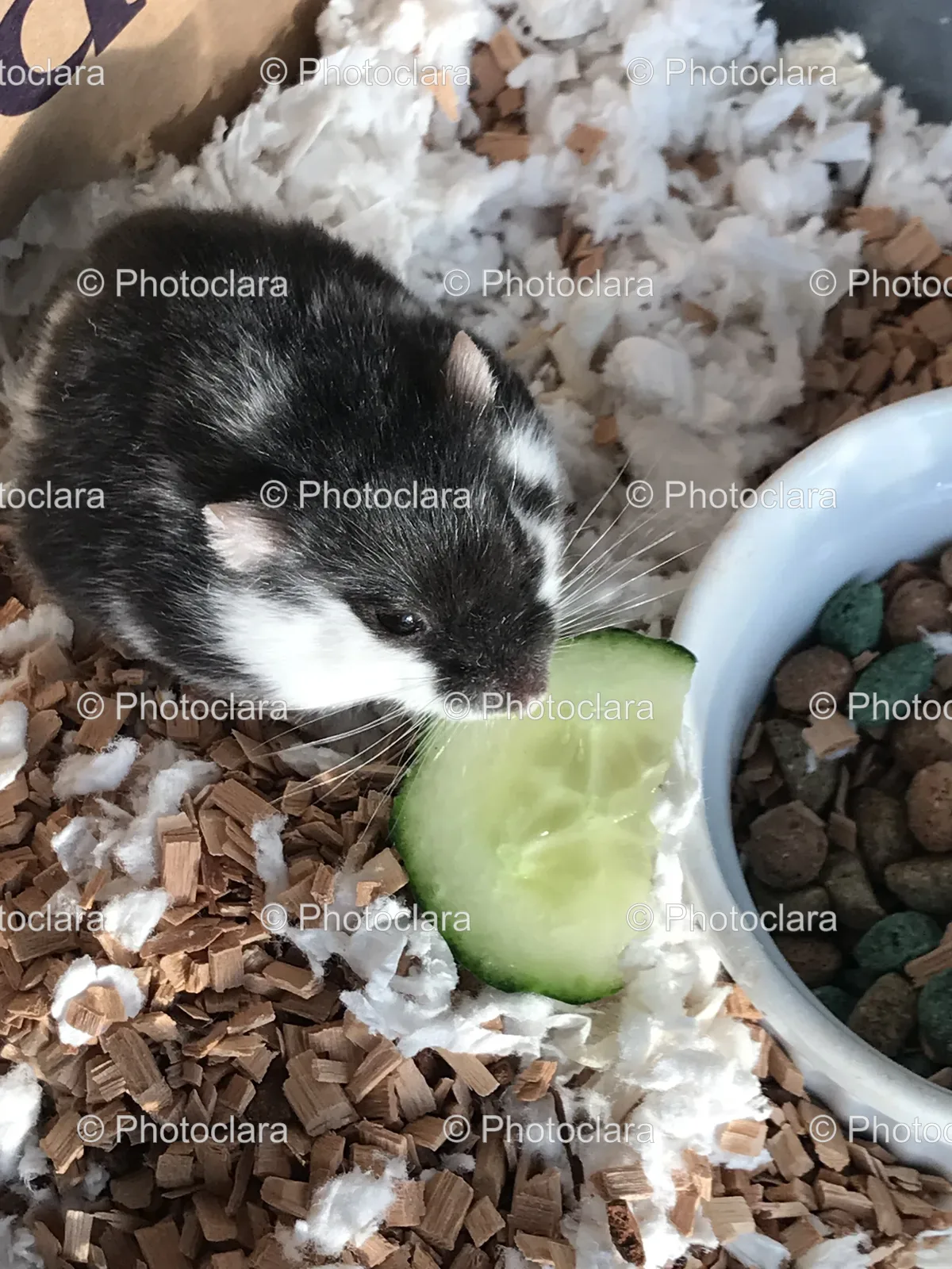 mouse-eating-a-cucumber.jpg