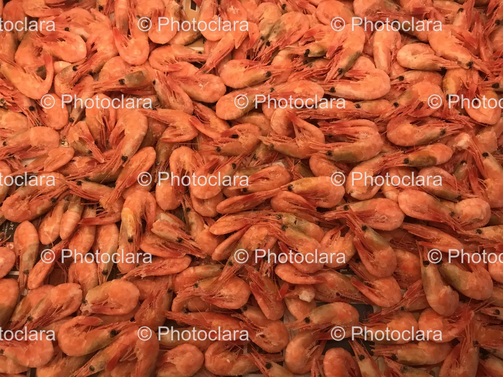fresh-shrimp-pile.jpg