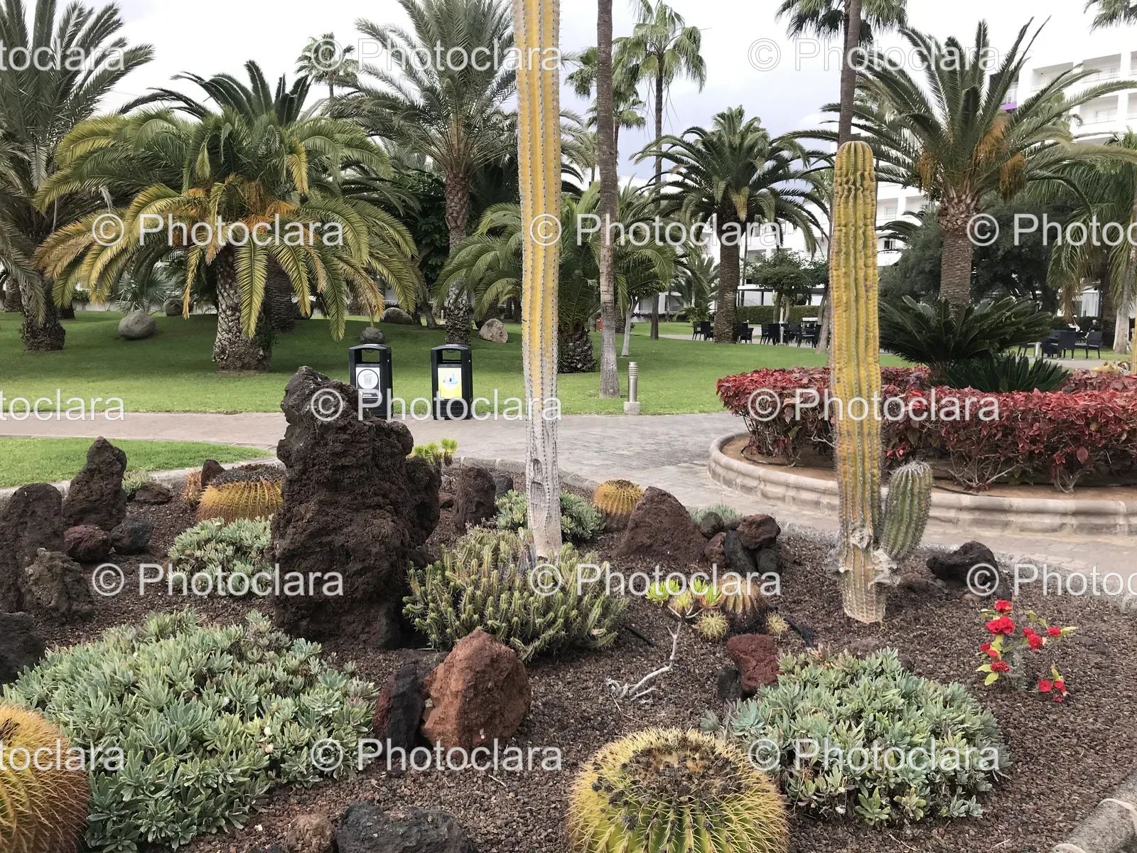 cactus-plants-trees-botanical-garden.jpg