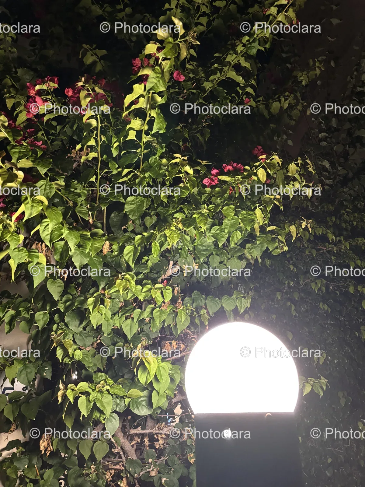 Illuminated-Tree-in-Garden.jpg