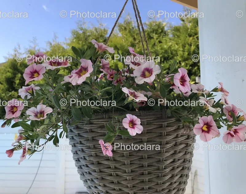 Floral Decorations