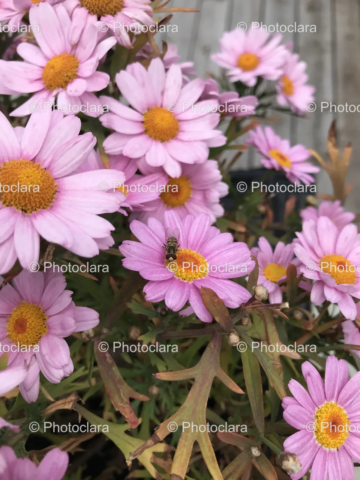 bee-on-african-daisy.jpg