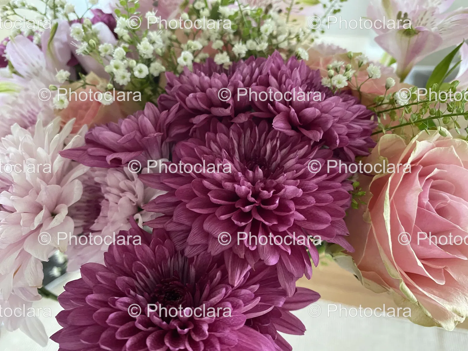 close-up-of-beautiful-chrysanthemums.jpg