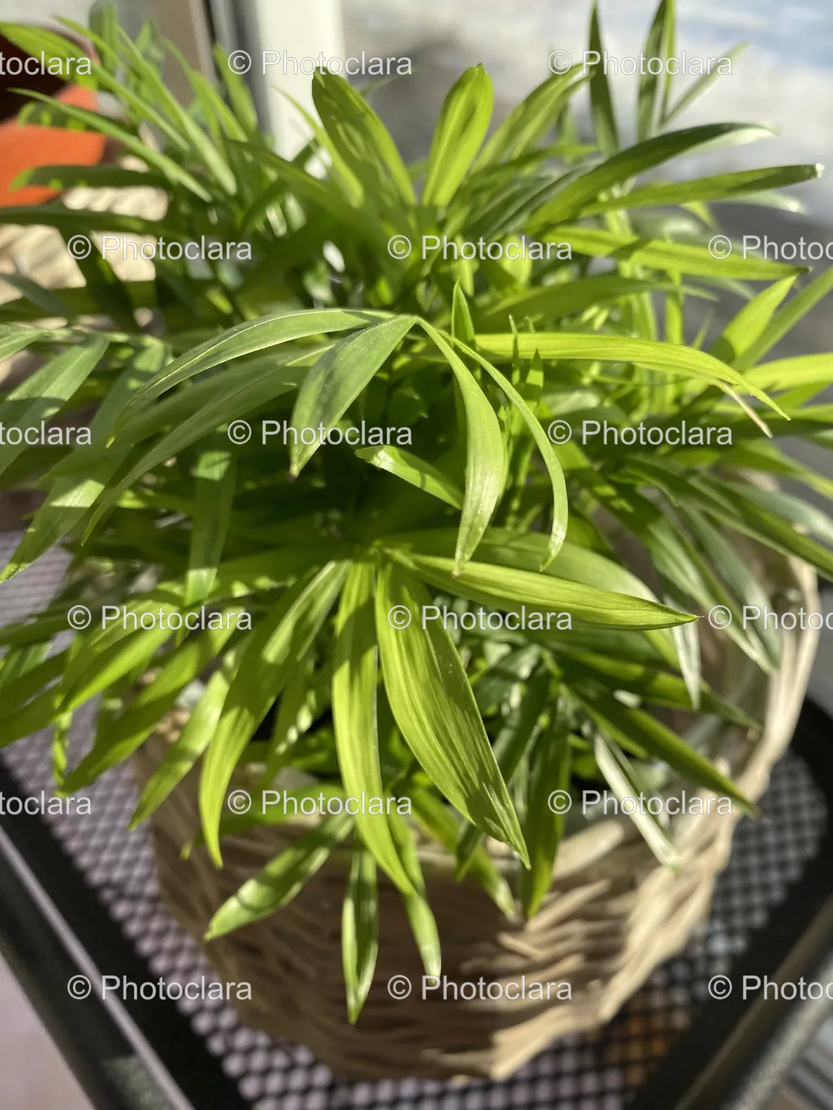 houseplant-in-a-basket.jpg