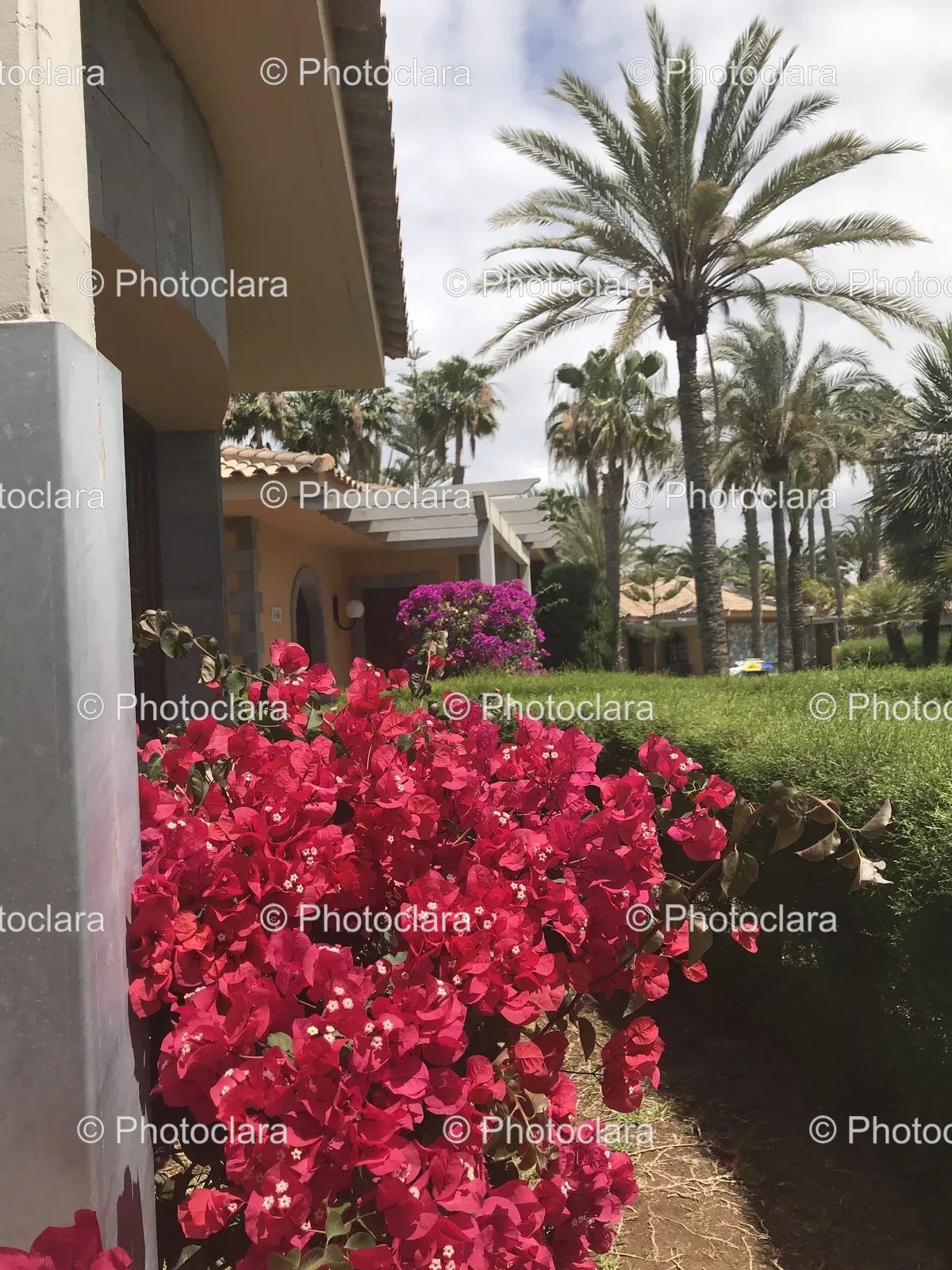 Pink-Flowers-by-Hedge-and-Palm-Trees.jpg