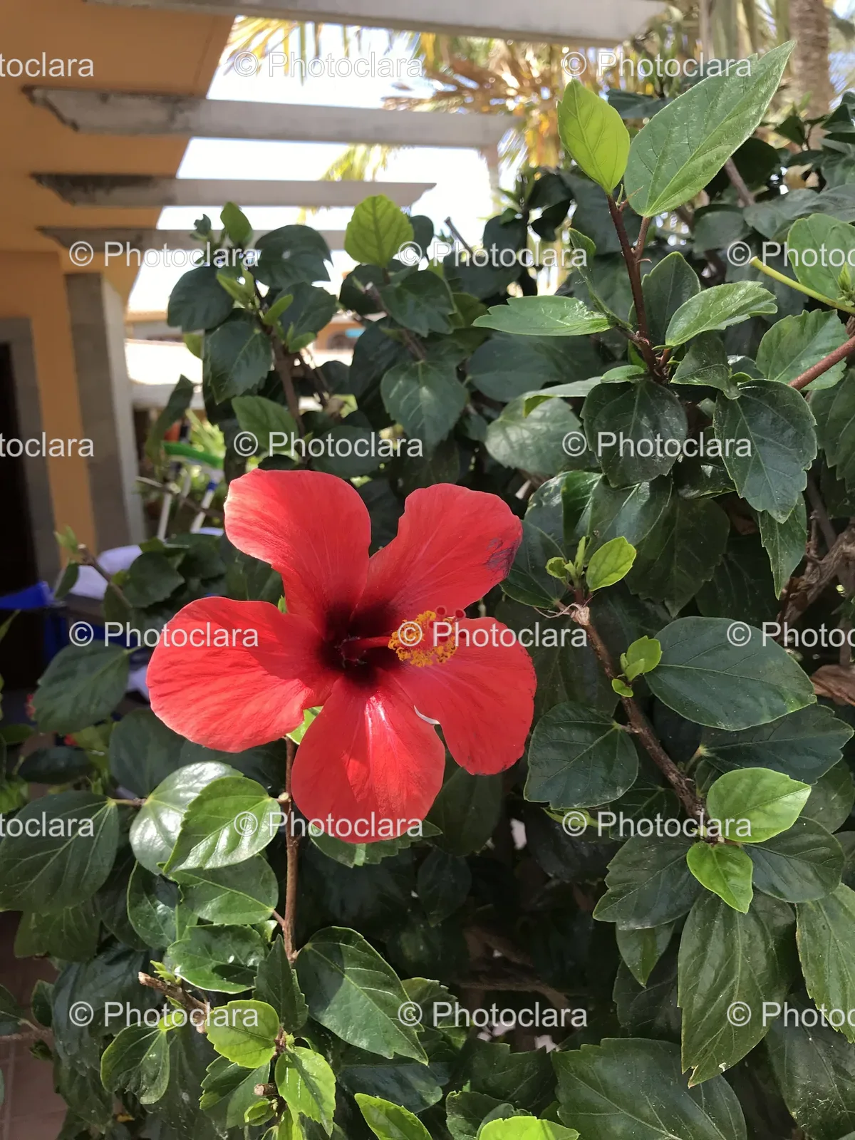 Red-Hibiscus-Flower-on-Plant.jpg