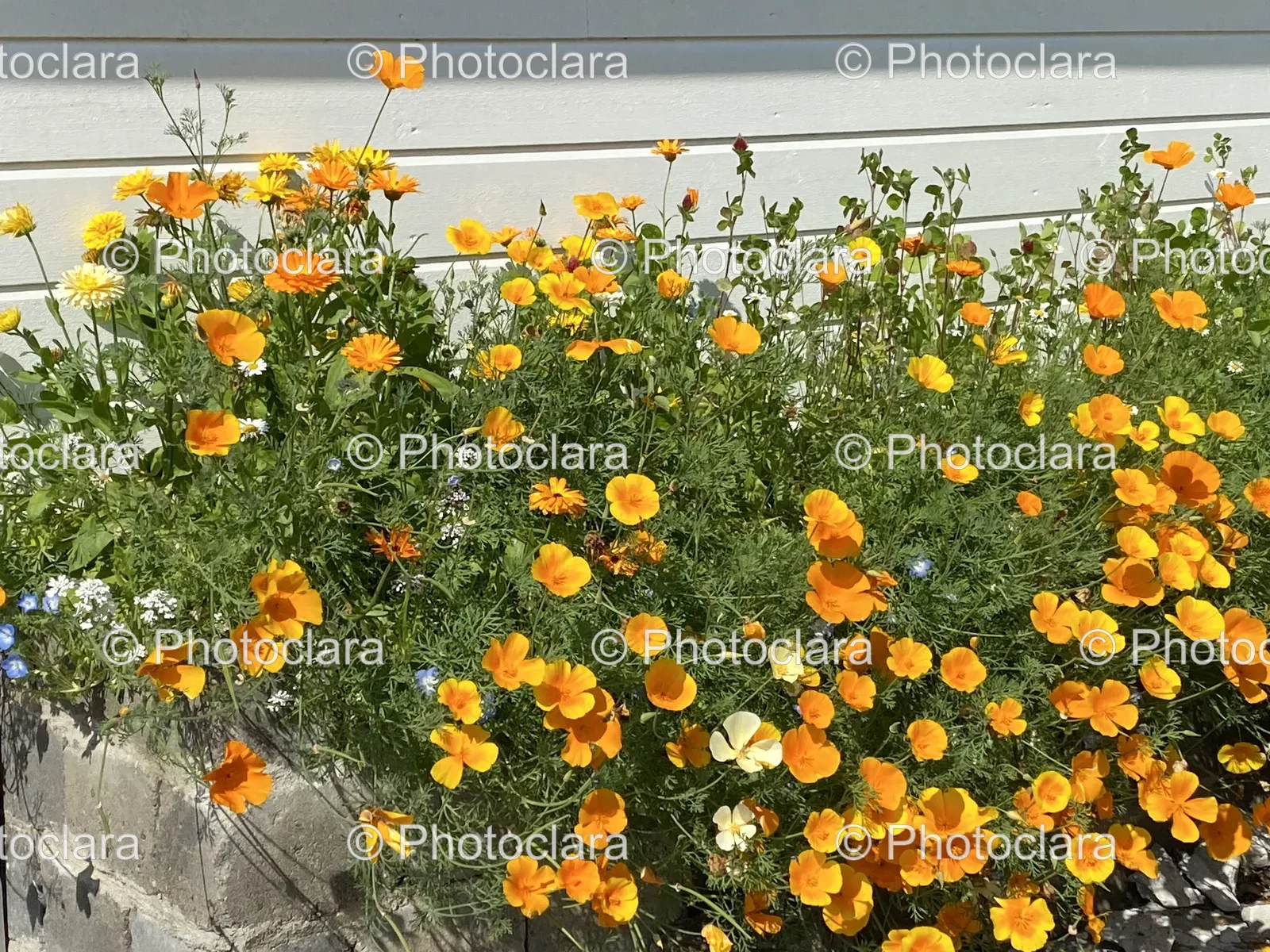 stunning-orange-flowers.jpg
