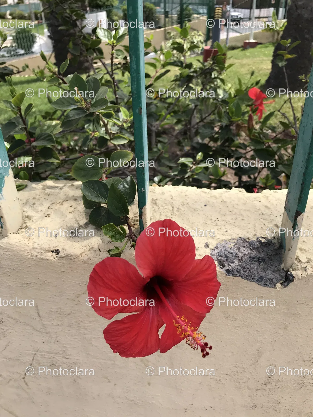 Vibrant-Red-Hibiscus-Against-a-Wall.jpg