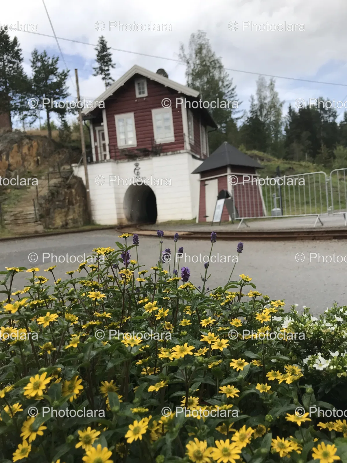 yellow-flowers-building-garden.jpg
