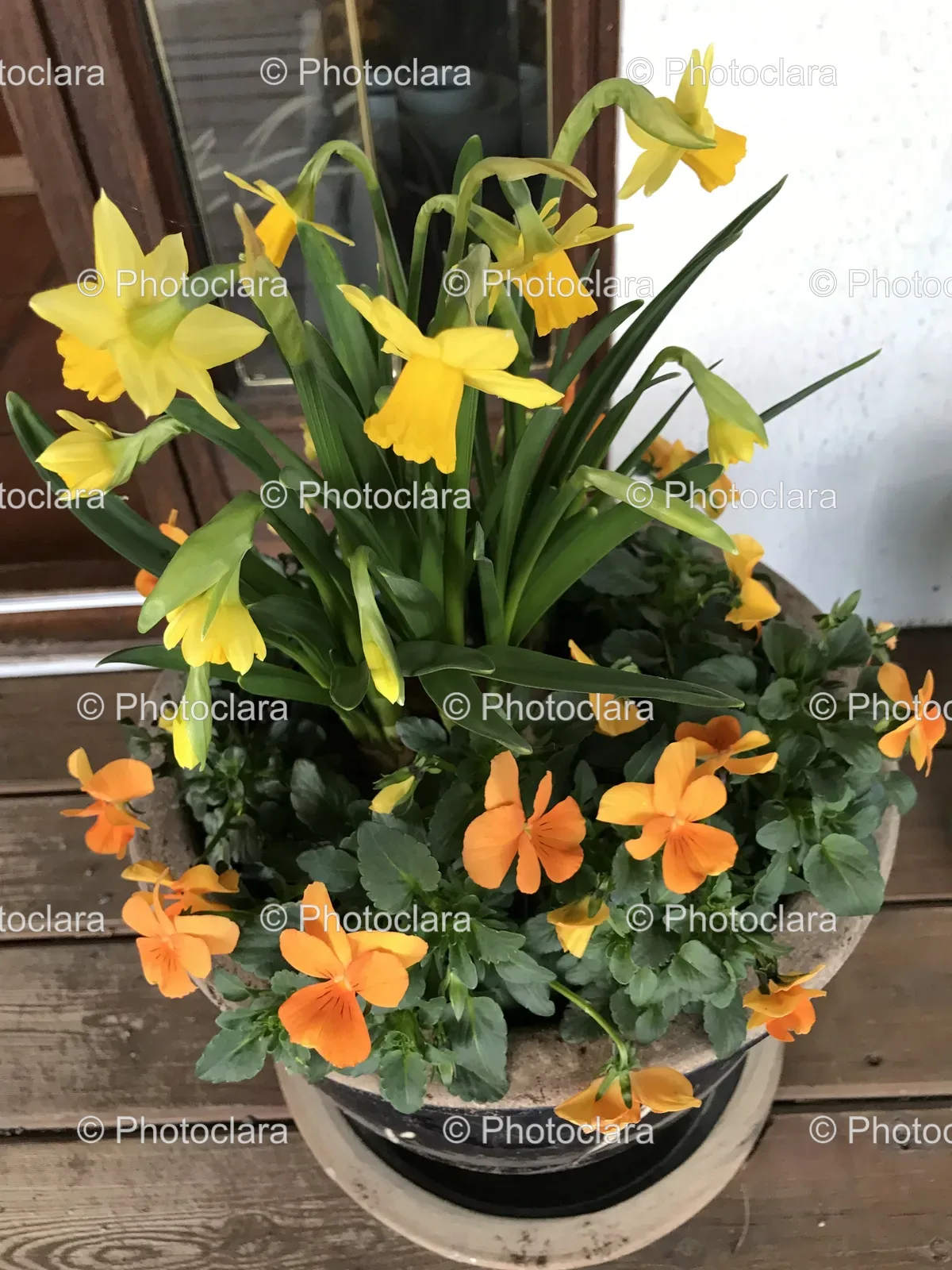 Yellow-Flowers-in-Potted-Plant.jpg