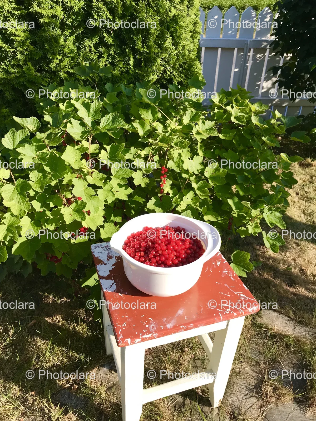 a-bowl-of-red-berries-in-the-garden.jpg