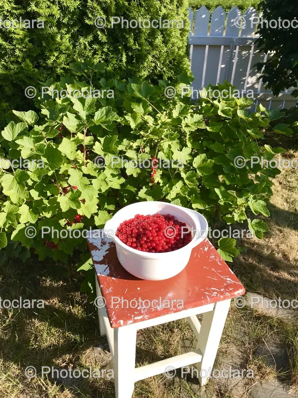 Fruit Trees and Orchards