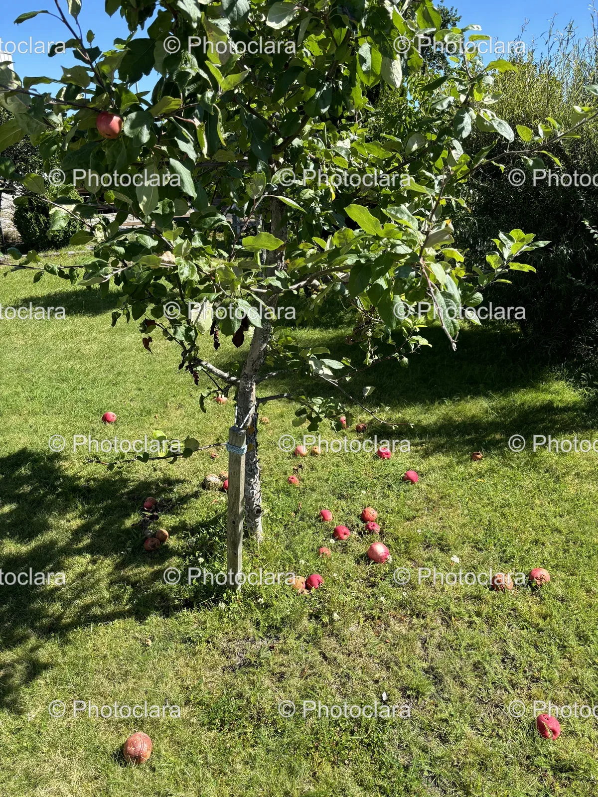 Apple-Tree-in-a-Sunny-Garden.jpg