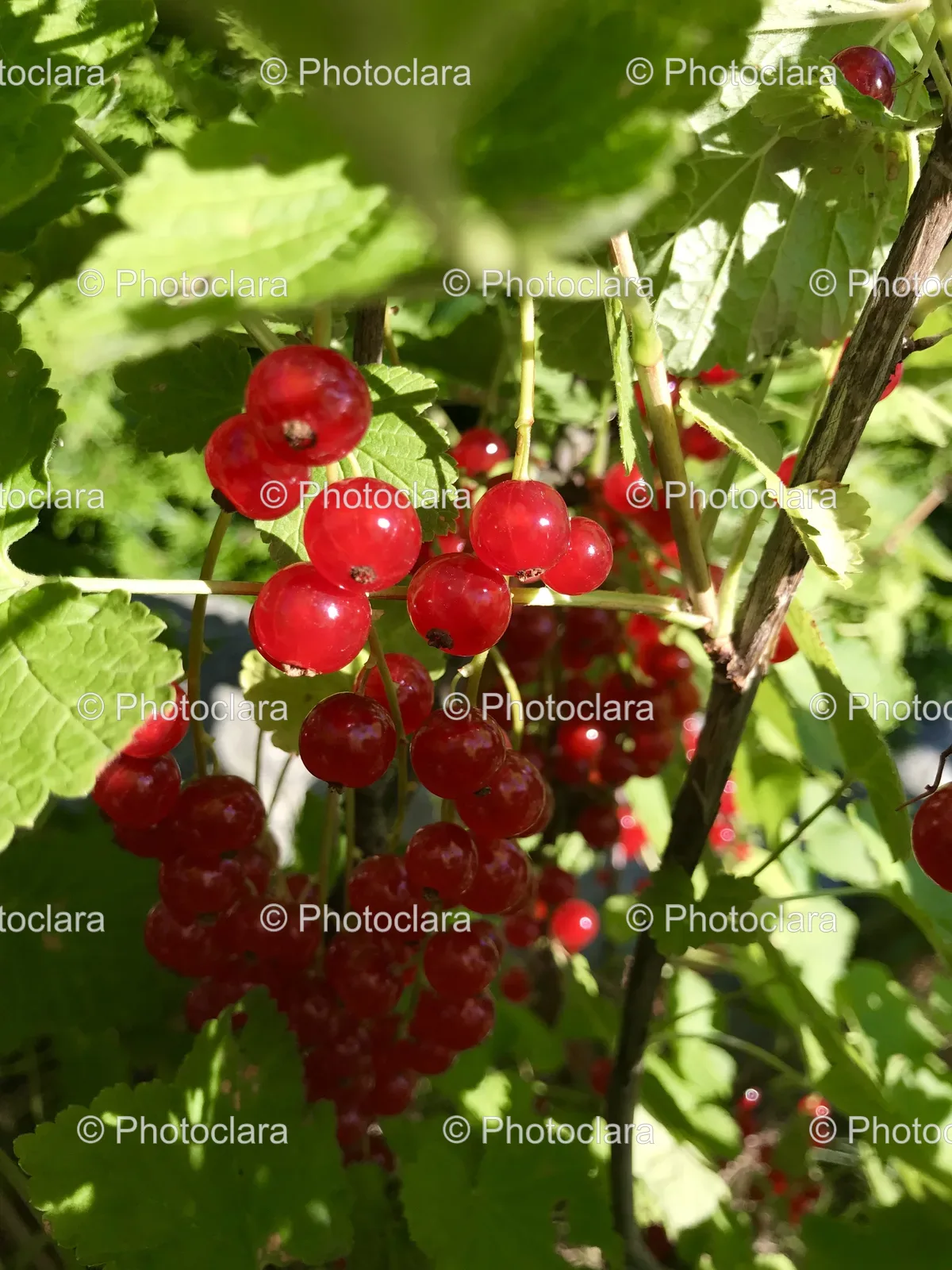 bunch-of-red-berries-plant.jpg
