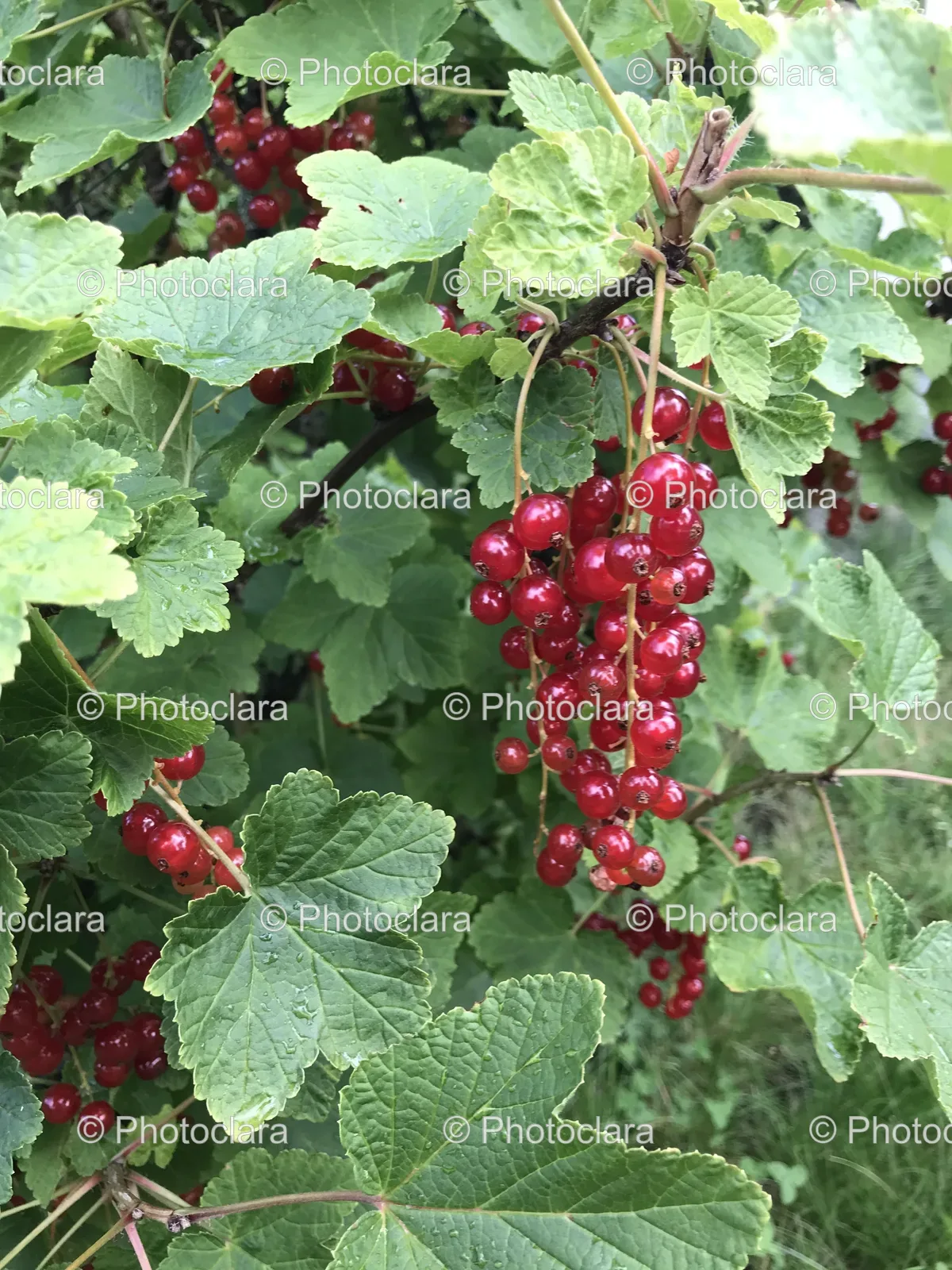 Close-Up-Plant-Red-Berries.jpg