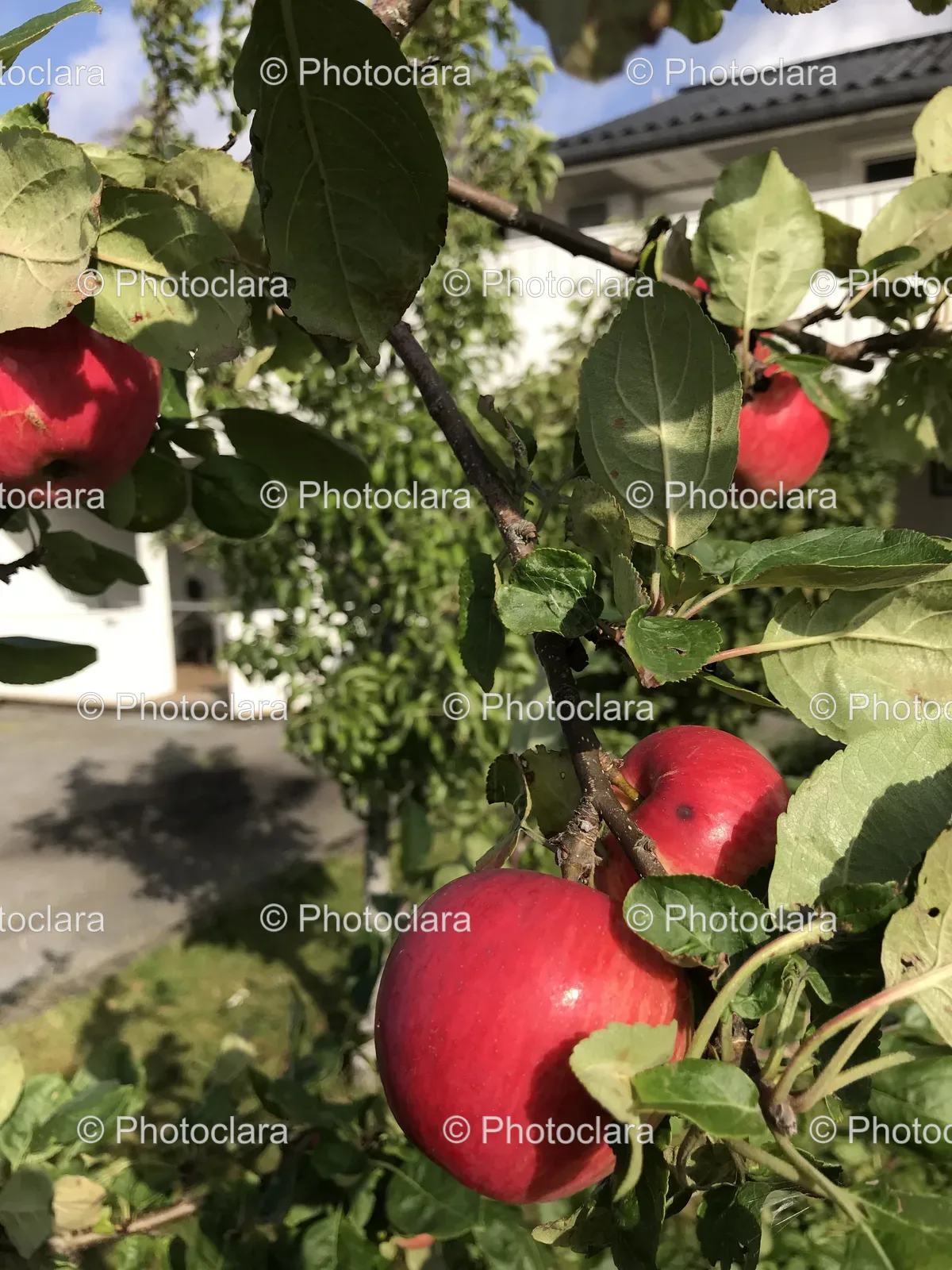 Cluster-of-Apples-on-Tree.jpg
