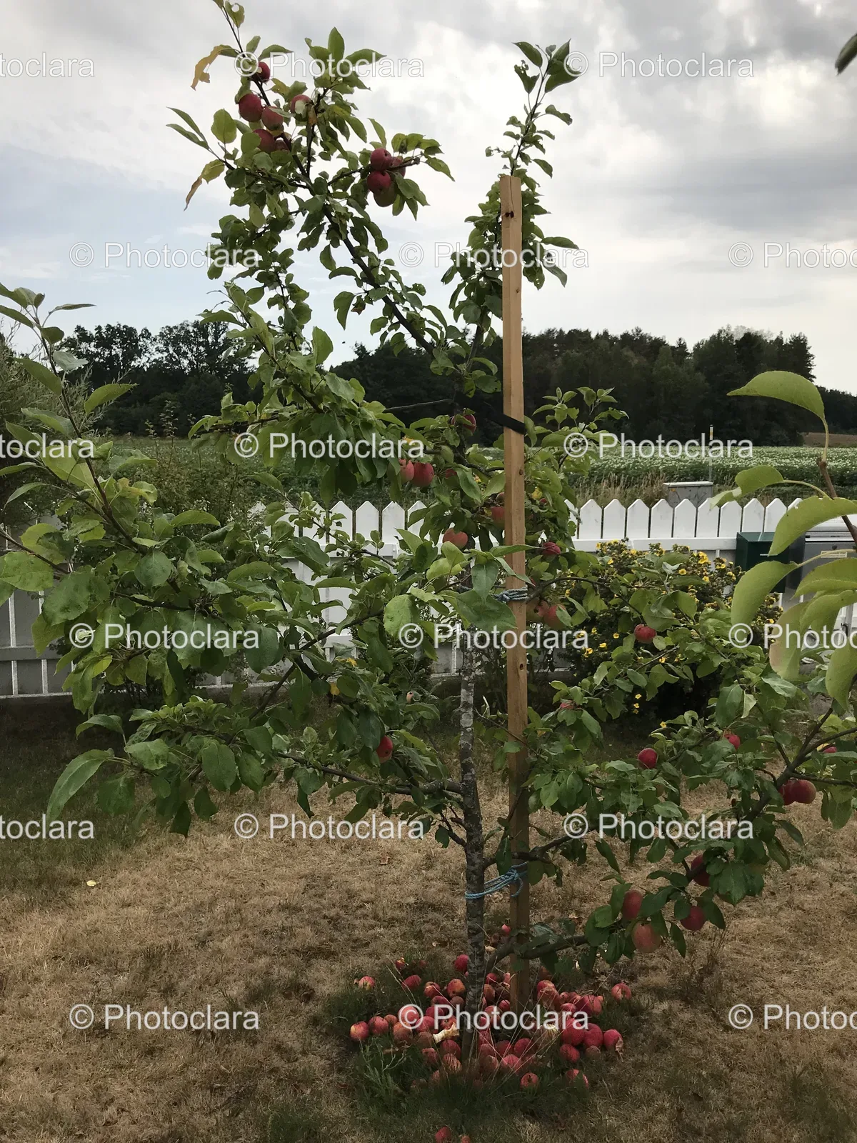 Fruit-Tree-Under-Blue-Sky.jpg