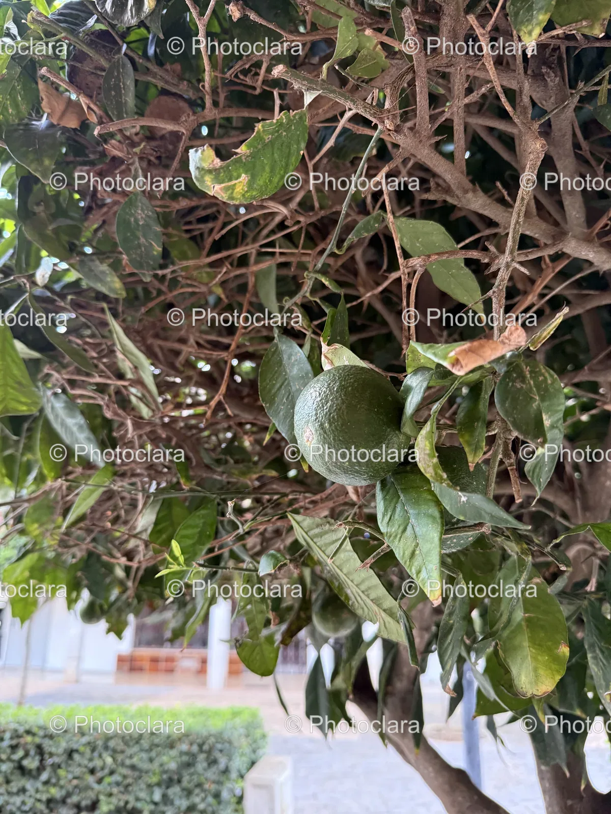 green-fruit-on-a-tree.jpg