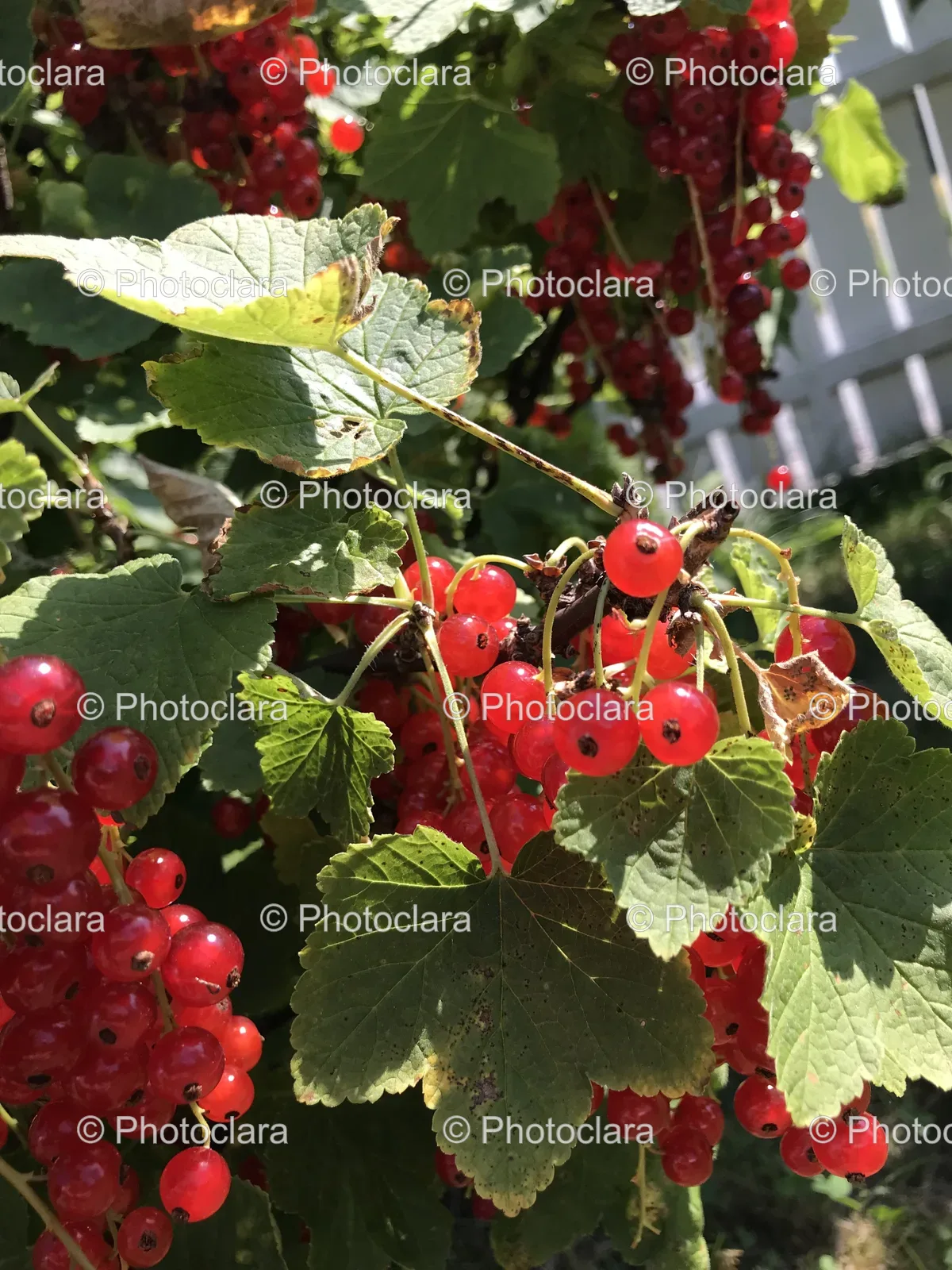 Lush-Red-Berries-on-a-Bush.jpg
