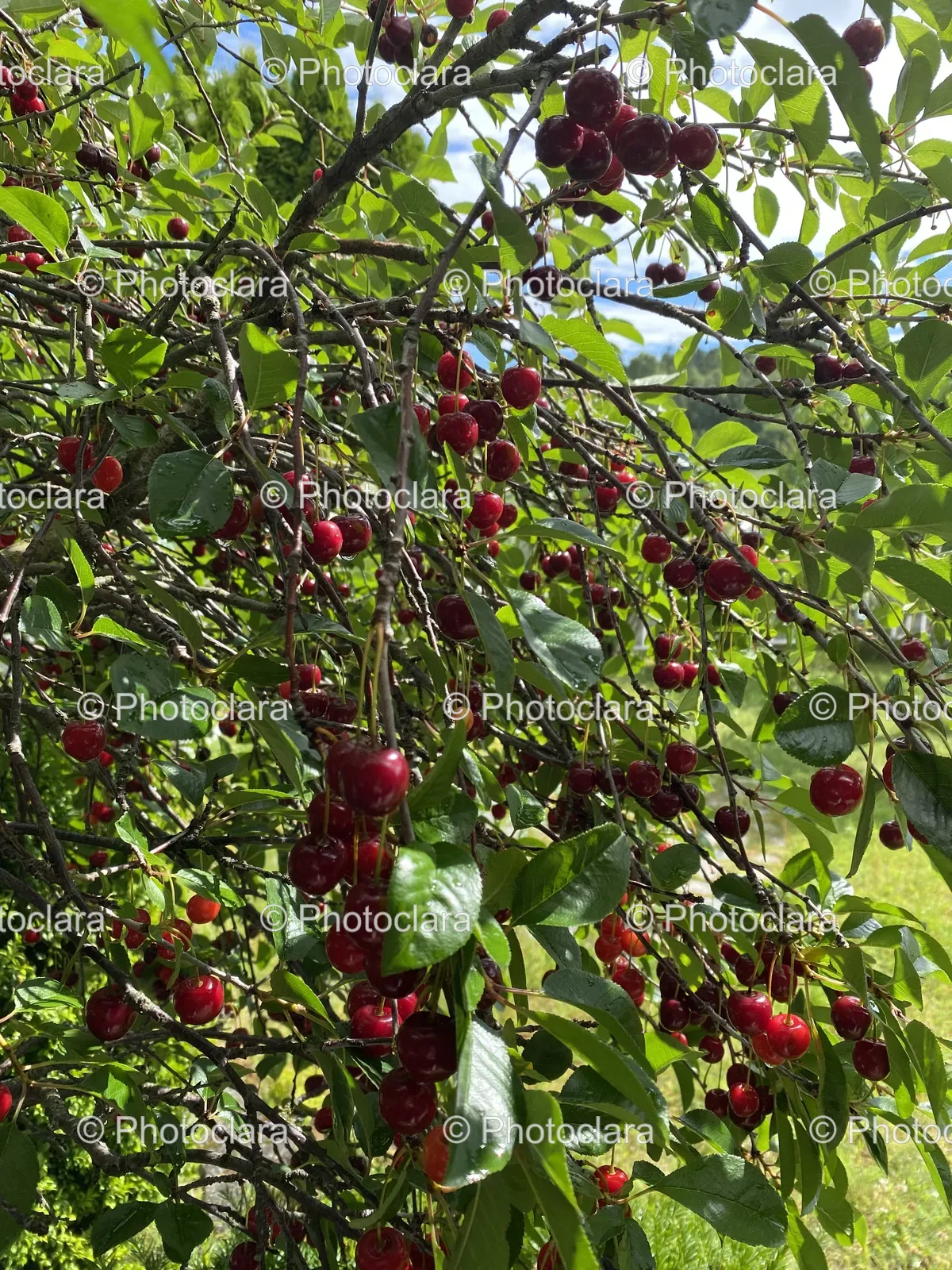 Red-Berry-Laden-Tree.jpg