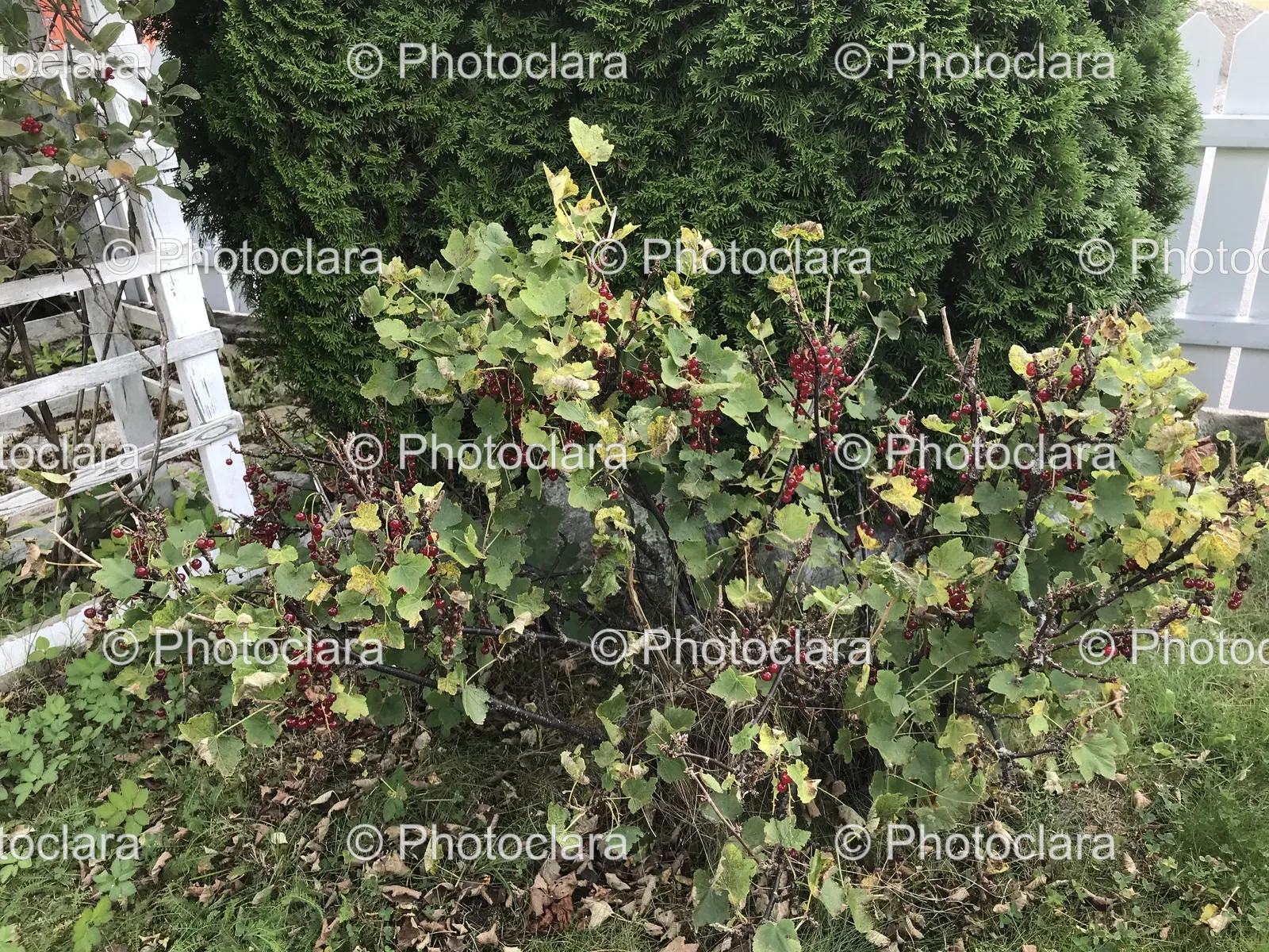 bush-with-red-berries.jpg