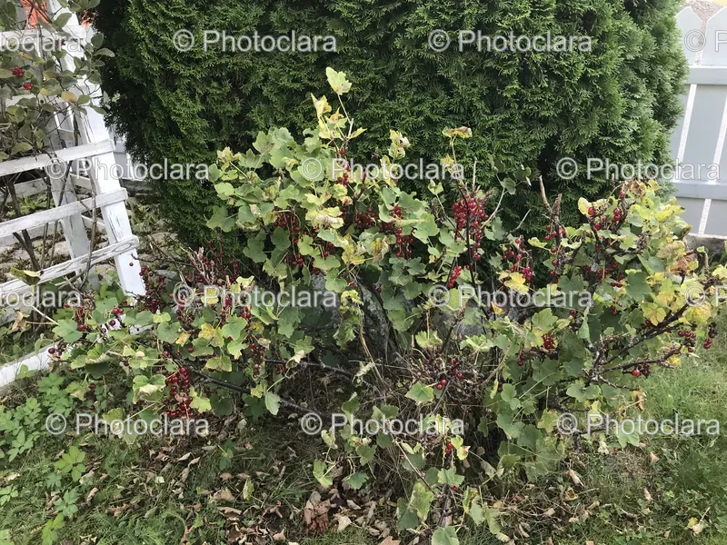 Garden Bushes and Shrubs