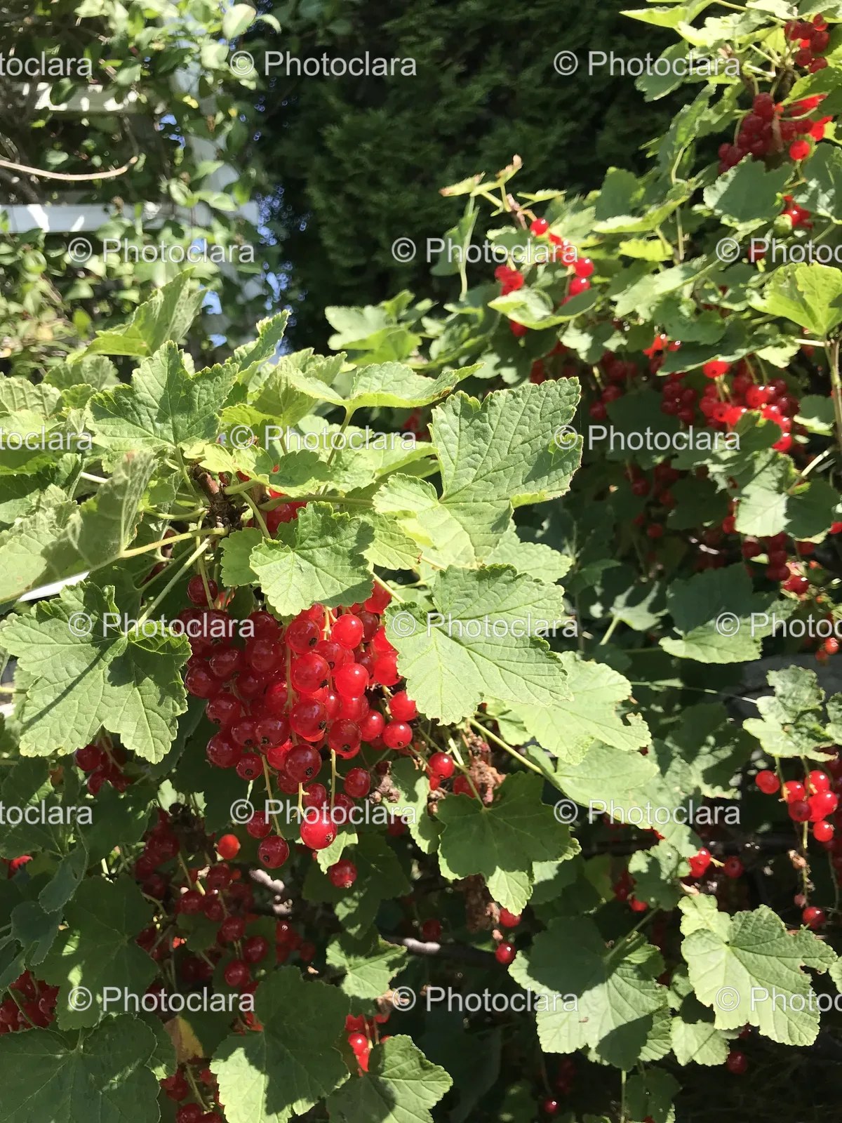 close-up-of-bush-with-red-berries.jpg