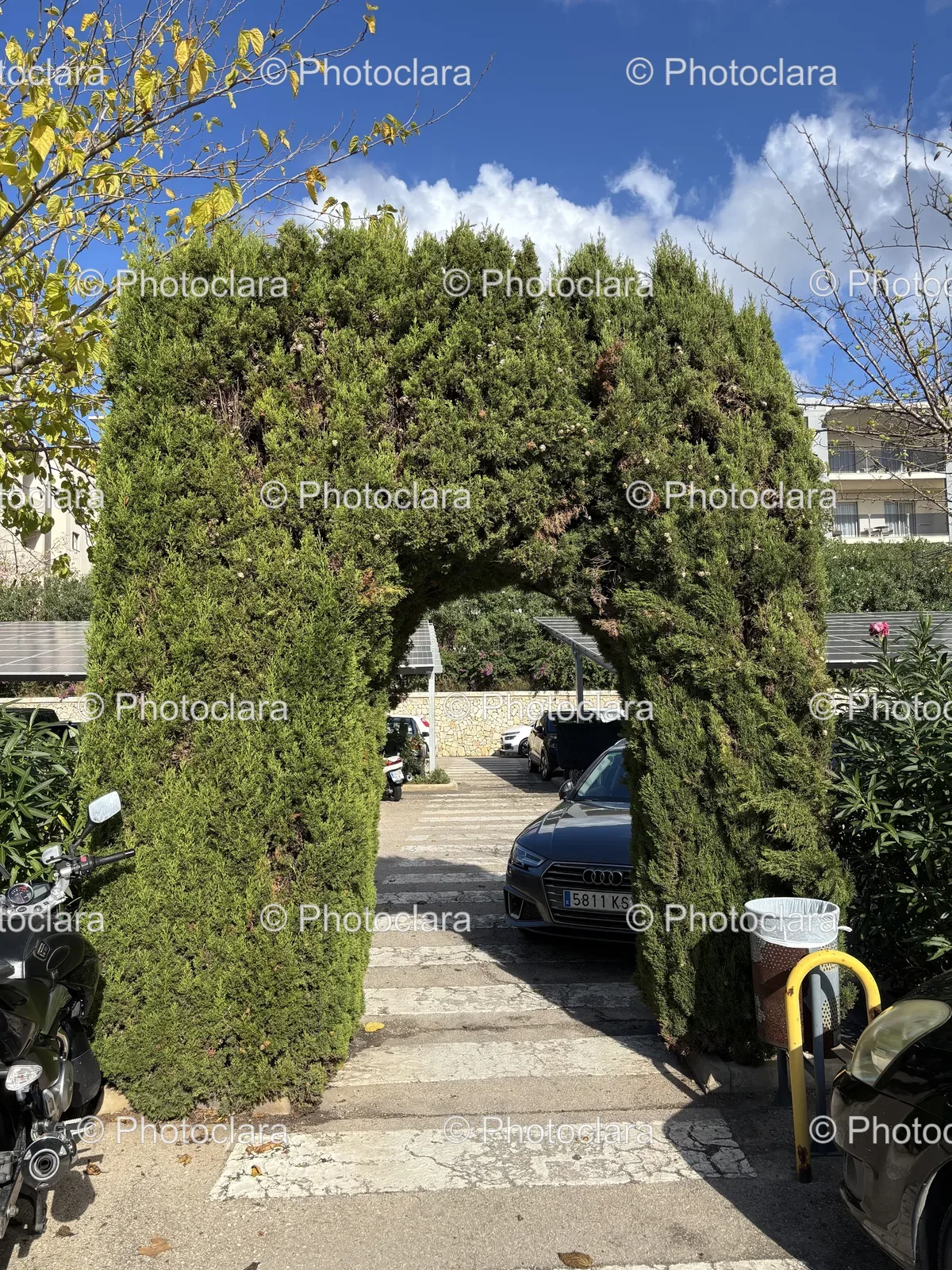 green-arch-shaped-bush.jpg