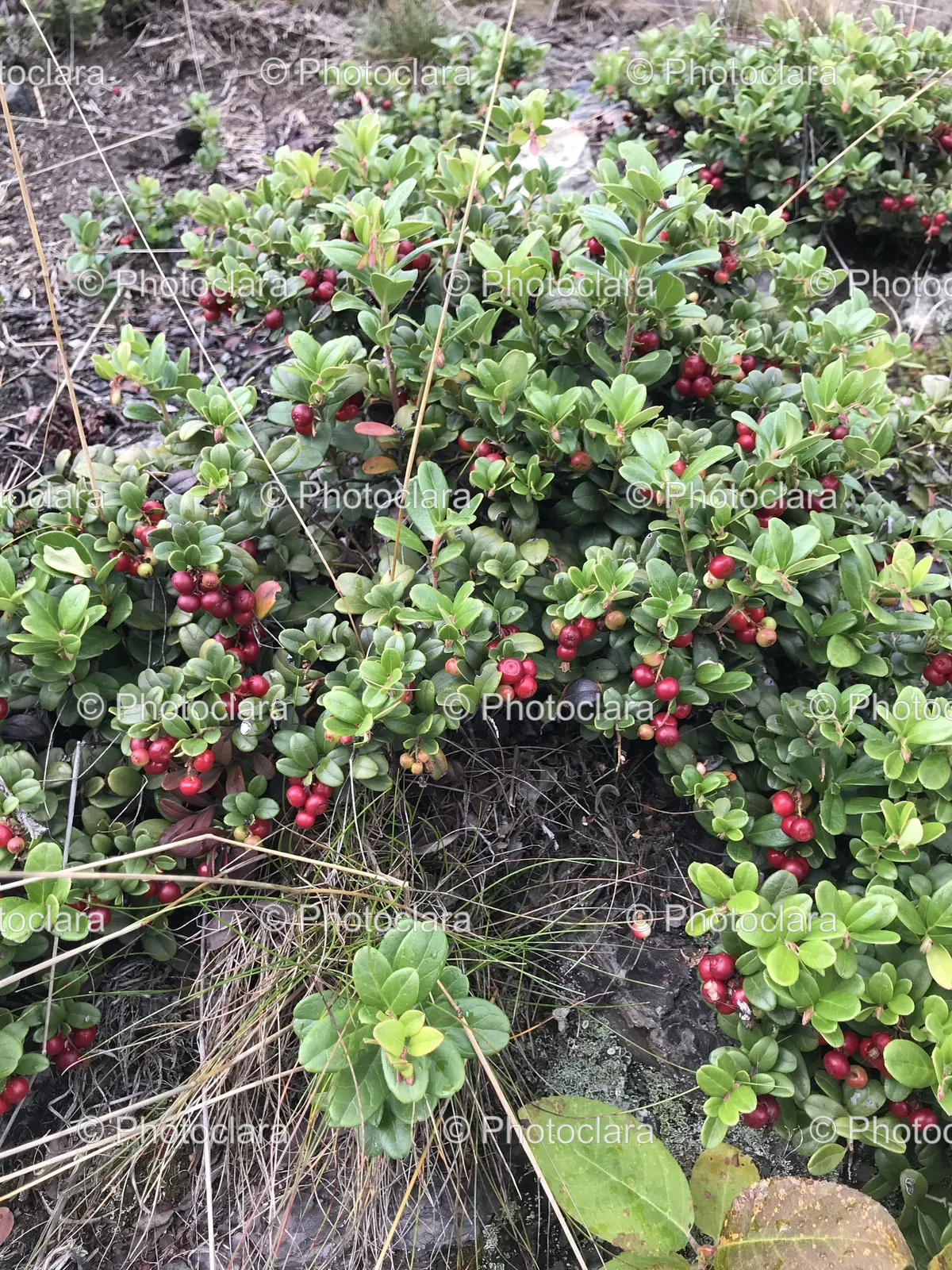 Red-Berries-Garden-Shrub.jpg