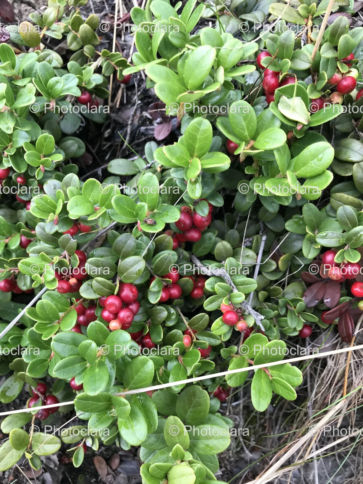 red-berry-bush-in-garden.jpg