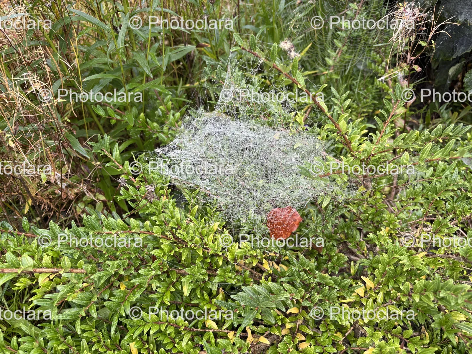 Spider-Web-in-Bush.jpg
