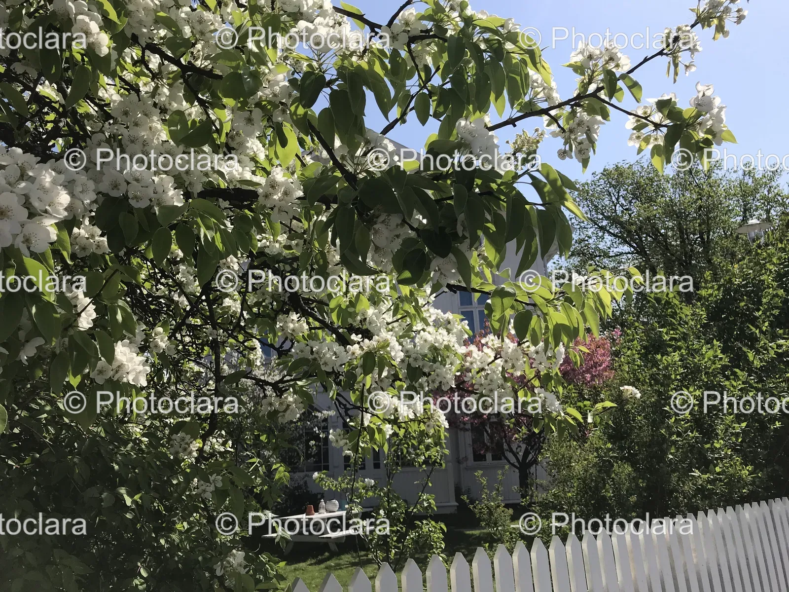 white-tree-picket-fence.jpg