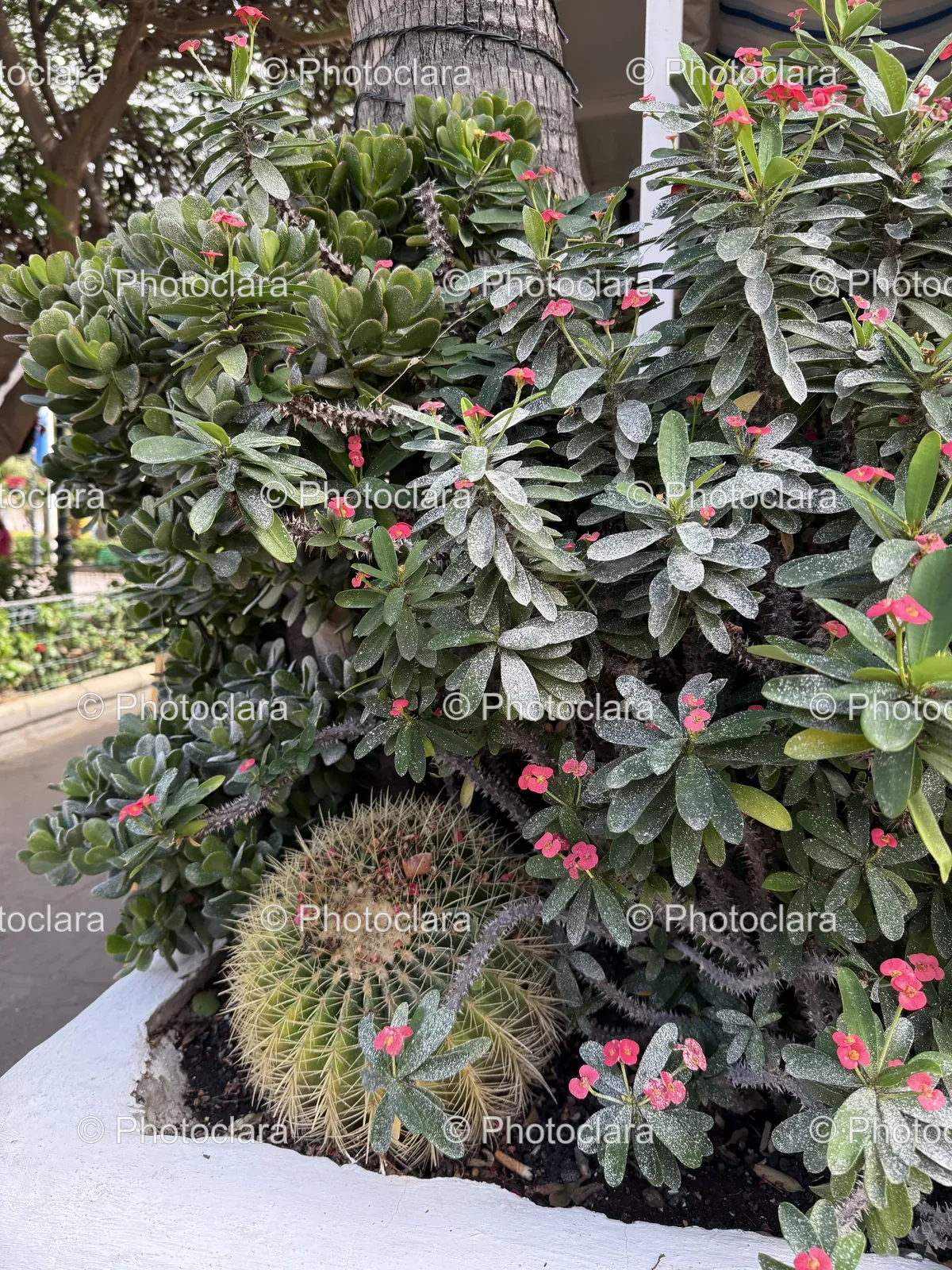 Blooming-Cactus-With-Pink-Flowers.jpg