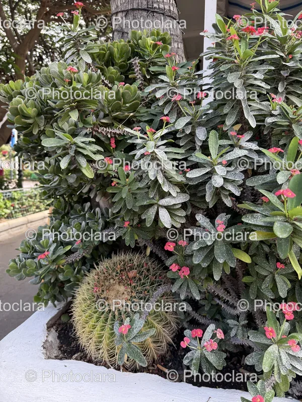 Garden Flowers
