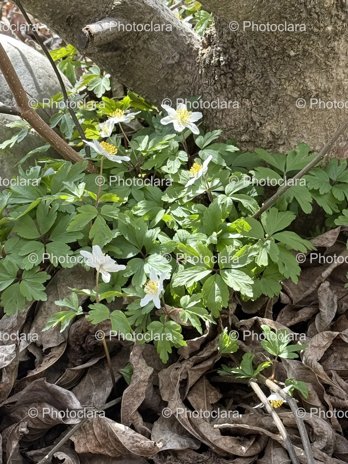 Blooming-White-Flowers-in-Lush-Garden.jpg