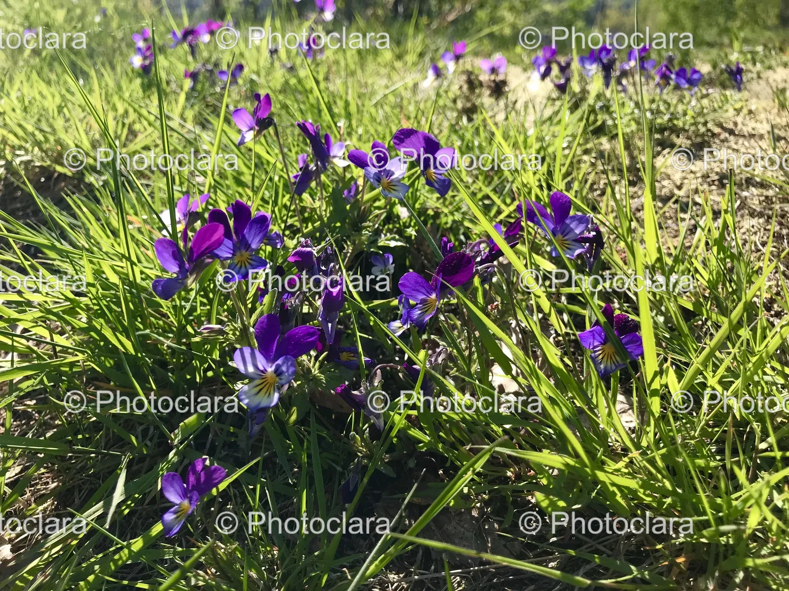purple-flowers-in-the-grass.jpg