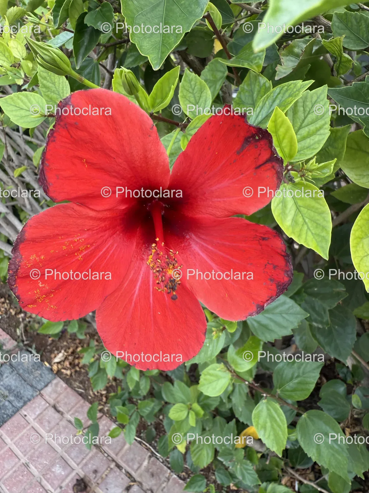 Radiant-Red-Hibiscus-in-Bloom.jpg