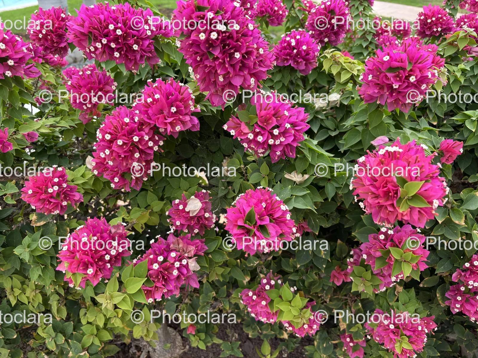 Vibrant-Bush-of-Pink-Flowers.jpg