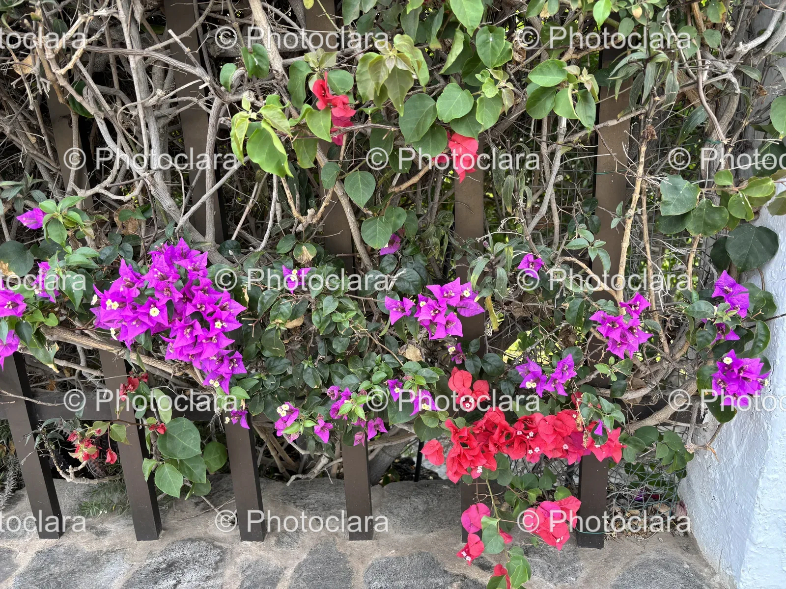 Vibrant-Garden-Flowers-On-A-Fence.jpg