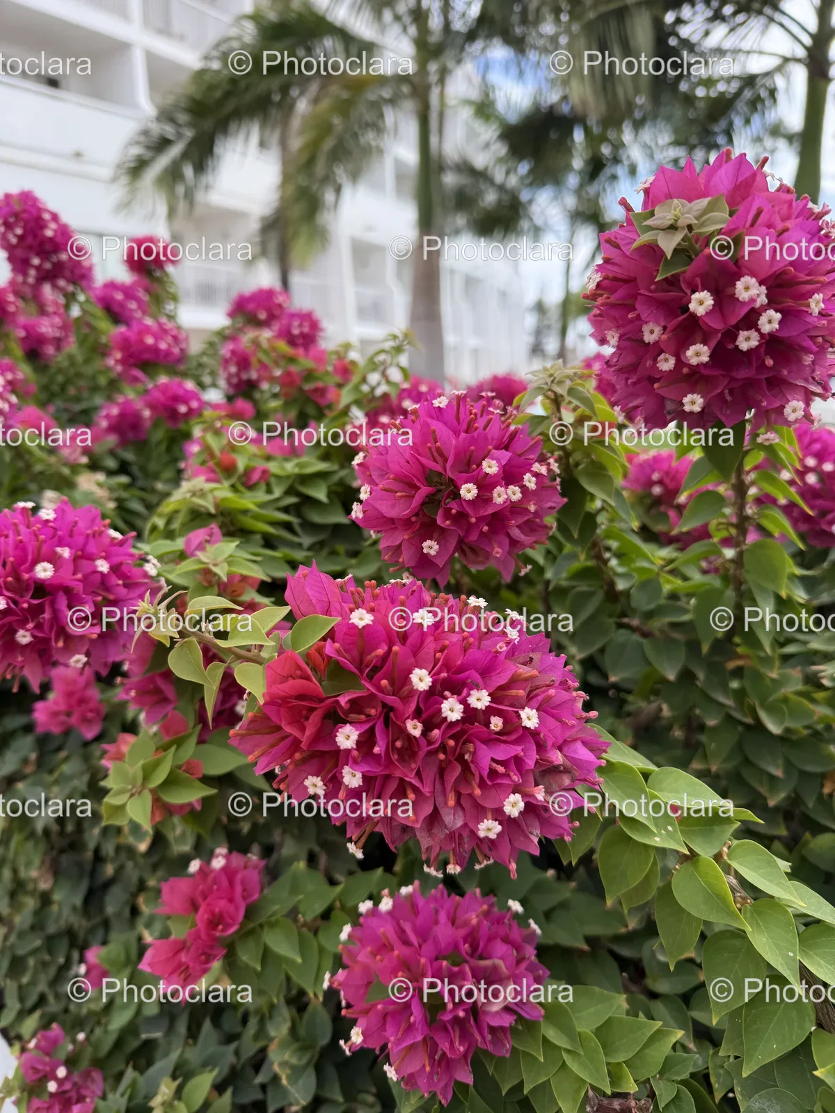 Vibrant-Pink-Flowers-in-Full-Bloom.jpg