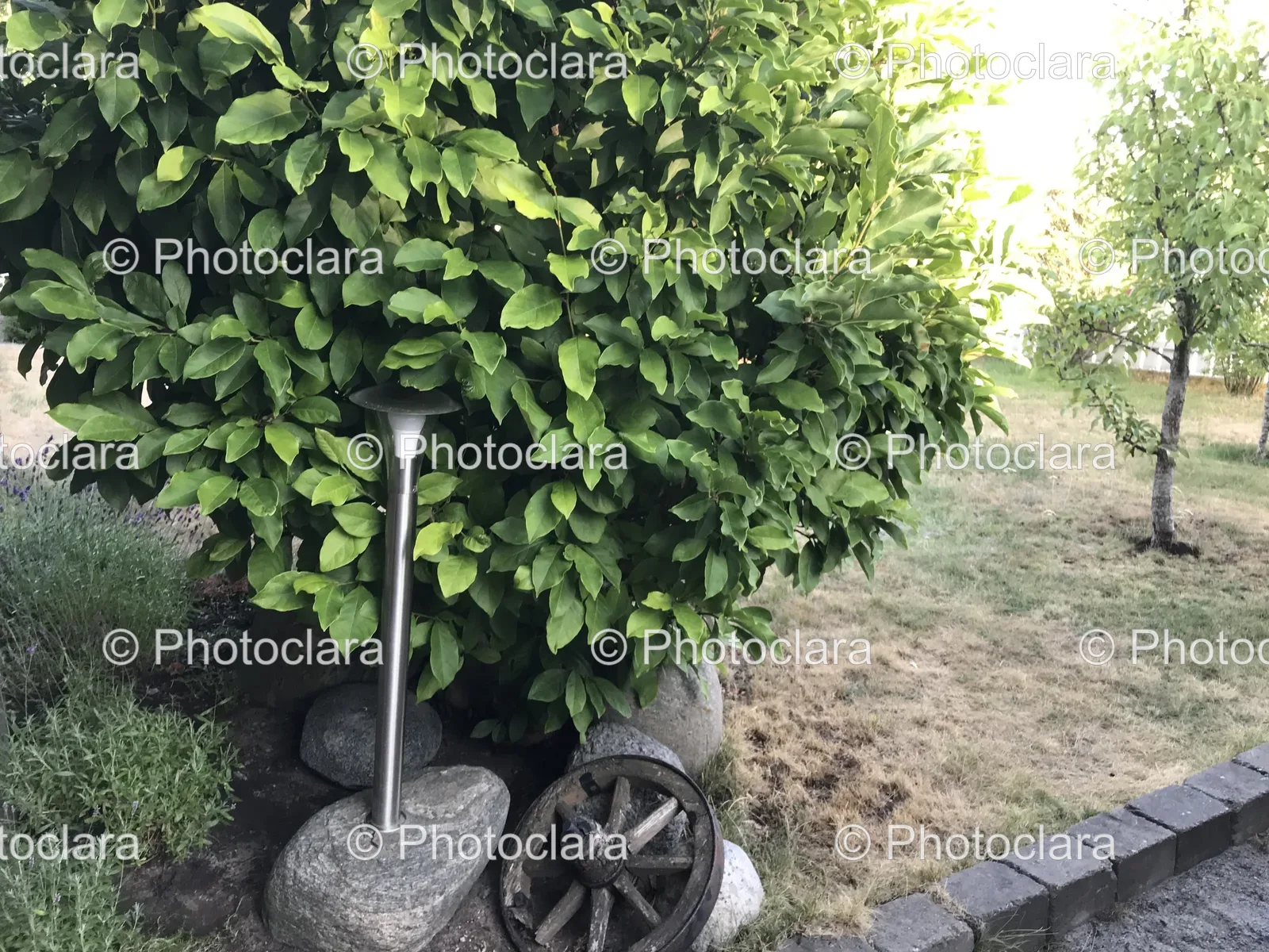 tree-with-wheel-and-metal-pole-in-garden.jpg