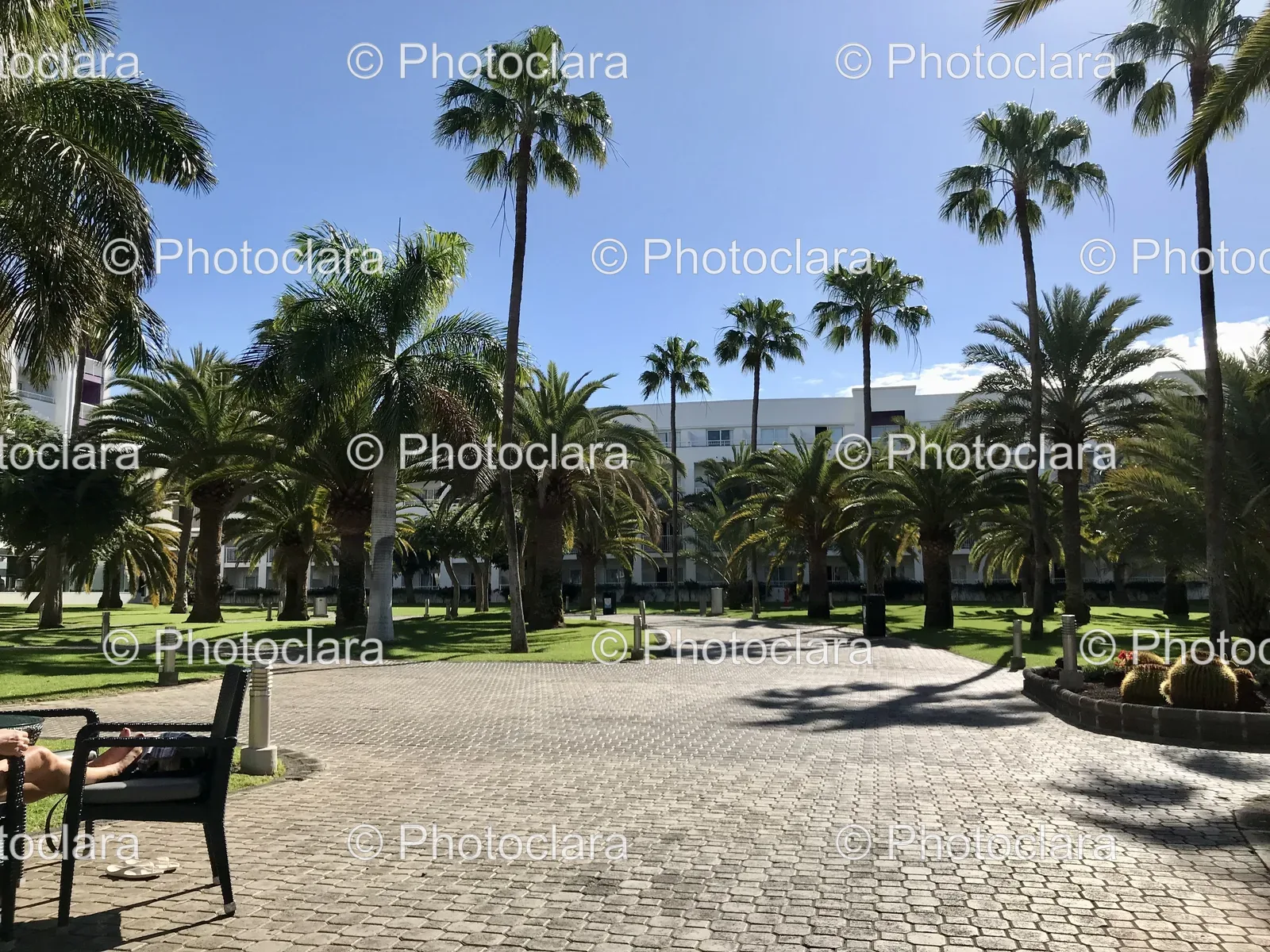 Brick-Walkway-with-Palm-Trees.jpg
