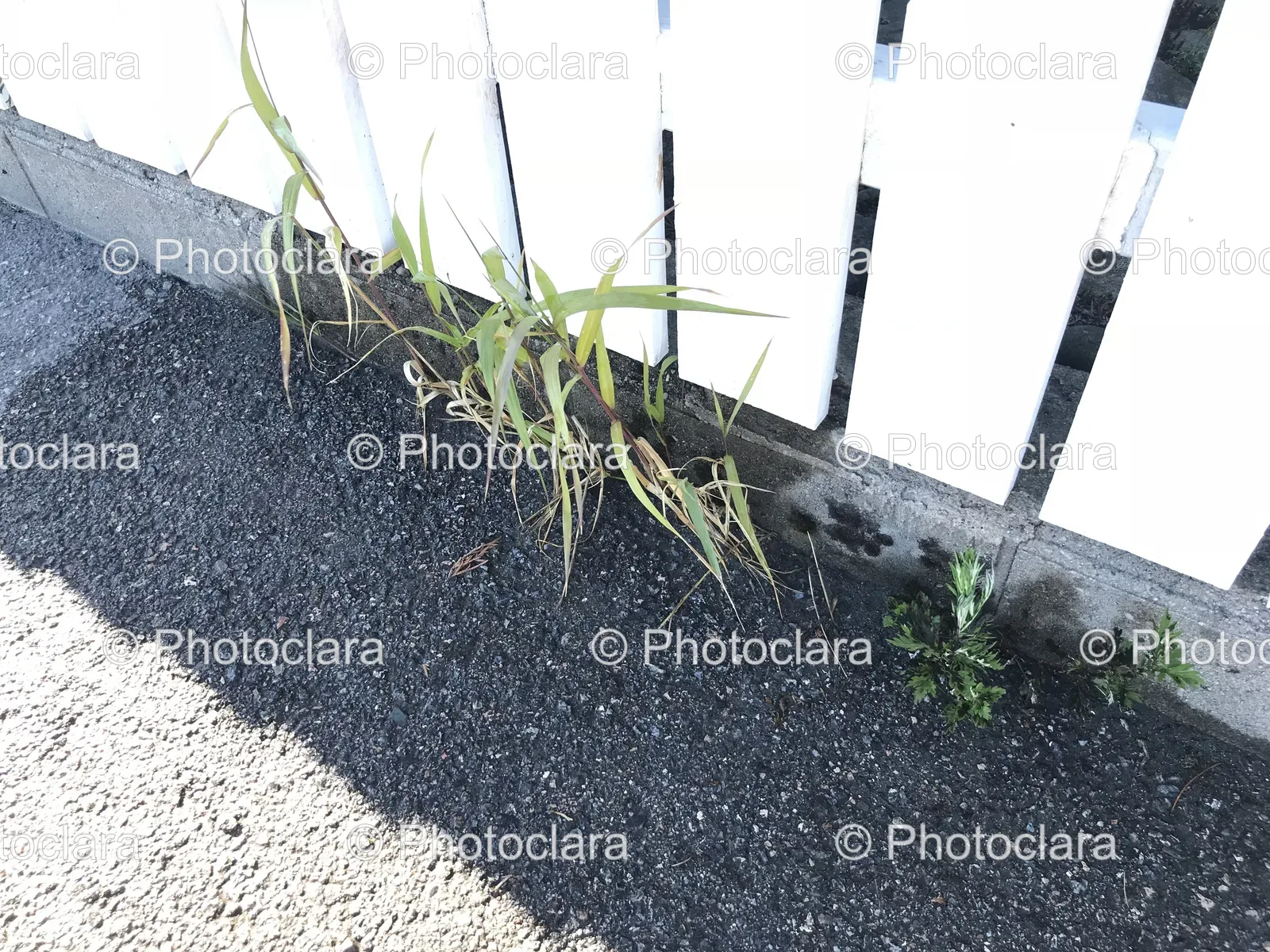 Grass-Growing-Out-Of-White-Fence.jpg